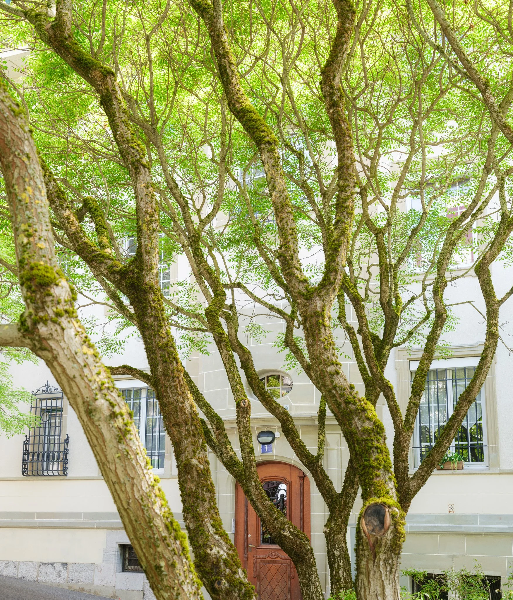 photographie Antoine Georgelin, un abre magnifique cache une porte d'immeuble à Lausanne, Suisse