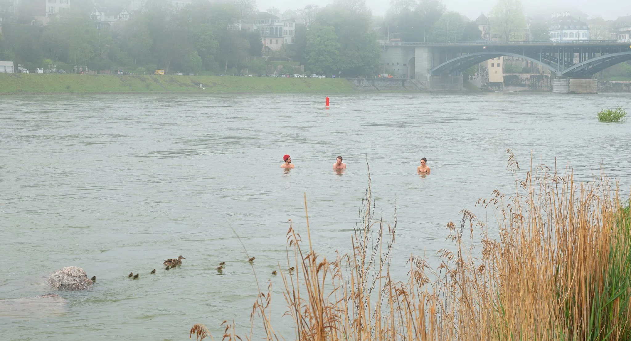 Baigneurs dans le Rhin par temps brumeux, avec une famille de canards au premier plan.
Swimmers in the Rhine on a foggy day, with a duck family in the foreground.
Schwimmer im Rhein bei nebligem Wetter, im Vordergrund eine Entenfamilie.