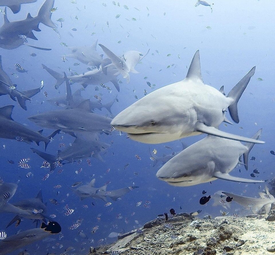 Returnee guests at The Bistro 🦈🦈🦈

#aquatrekbeqa #aquatrek #ultimatesharkencounter #sharkdive #fijisharkdive #beqa #beqalagoon #beqasharkdive #bullshark #sharklovers #healthyreefsneedsharks #marinelife #ocean #scuba #dive #diveofyourlife #protecto