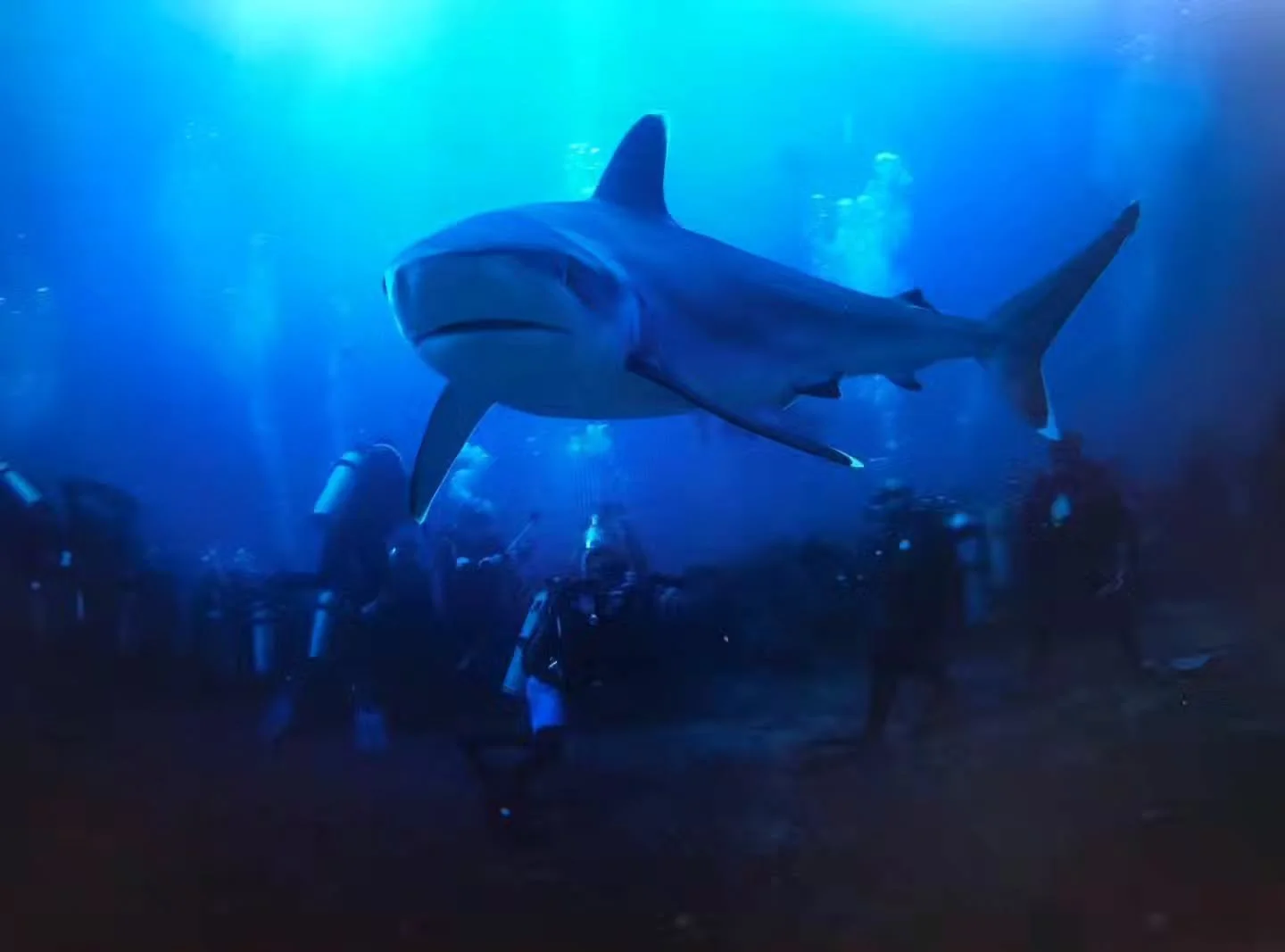 Ultimate Shark Encounter captured by @tweedgoldcoastdivecharters 😍👌

#aquatrek #aquatrekbeqa #sharkdiving #fijisharkdiving #beqasharkdive #fiji #beqalagoon #beqa #bullshark #diveofyourlife #bucketlist