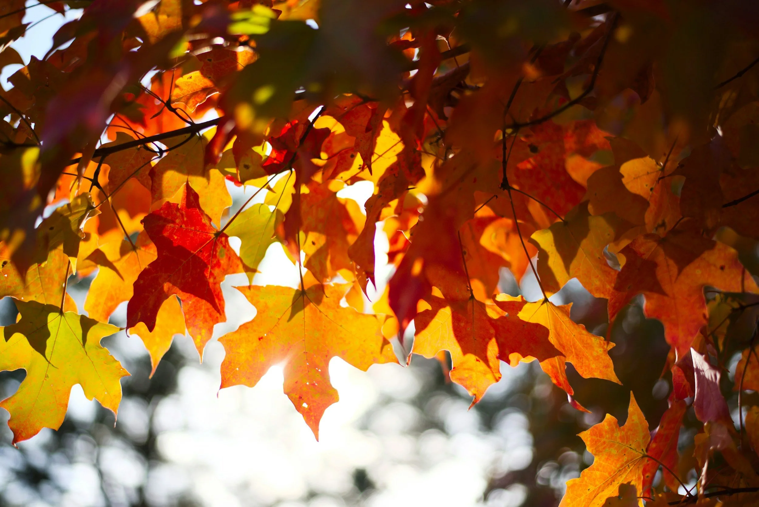 Neurodivergence (ADHD &amp; Autism): Why Transitions Feel So Hard (Even Small Ones)