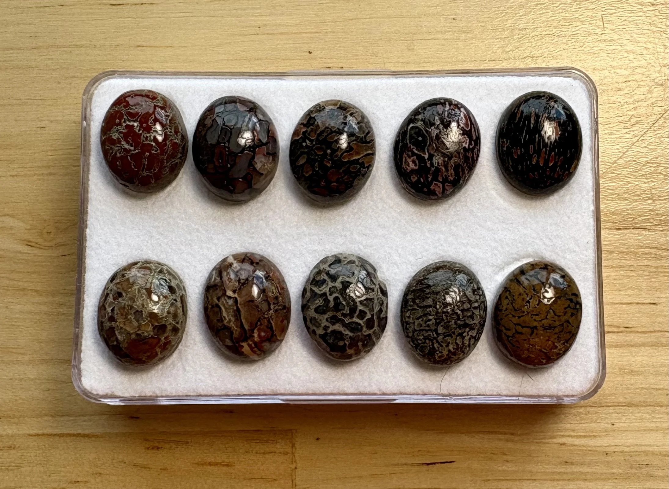 Versteend dinosaurus bot