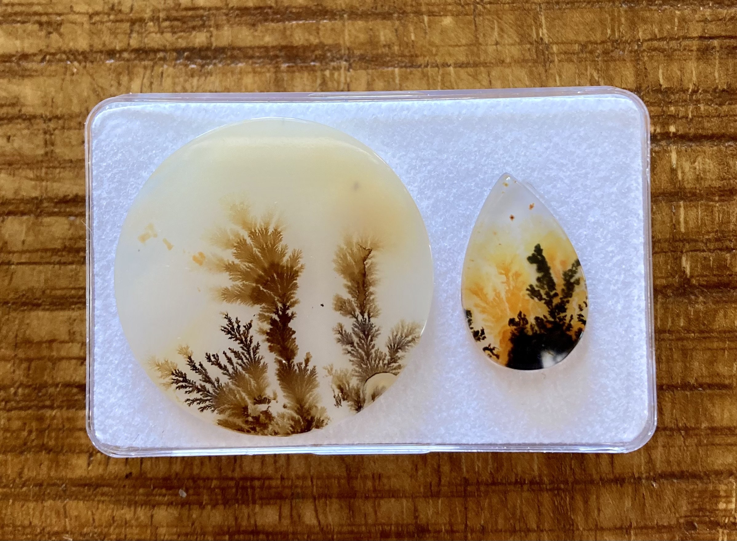 Dendriet Agaath