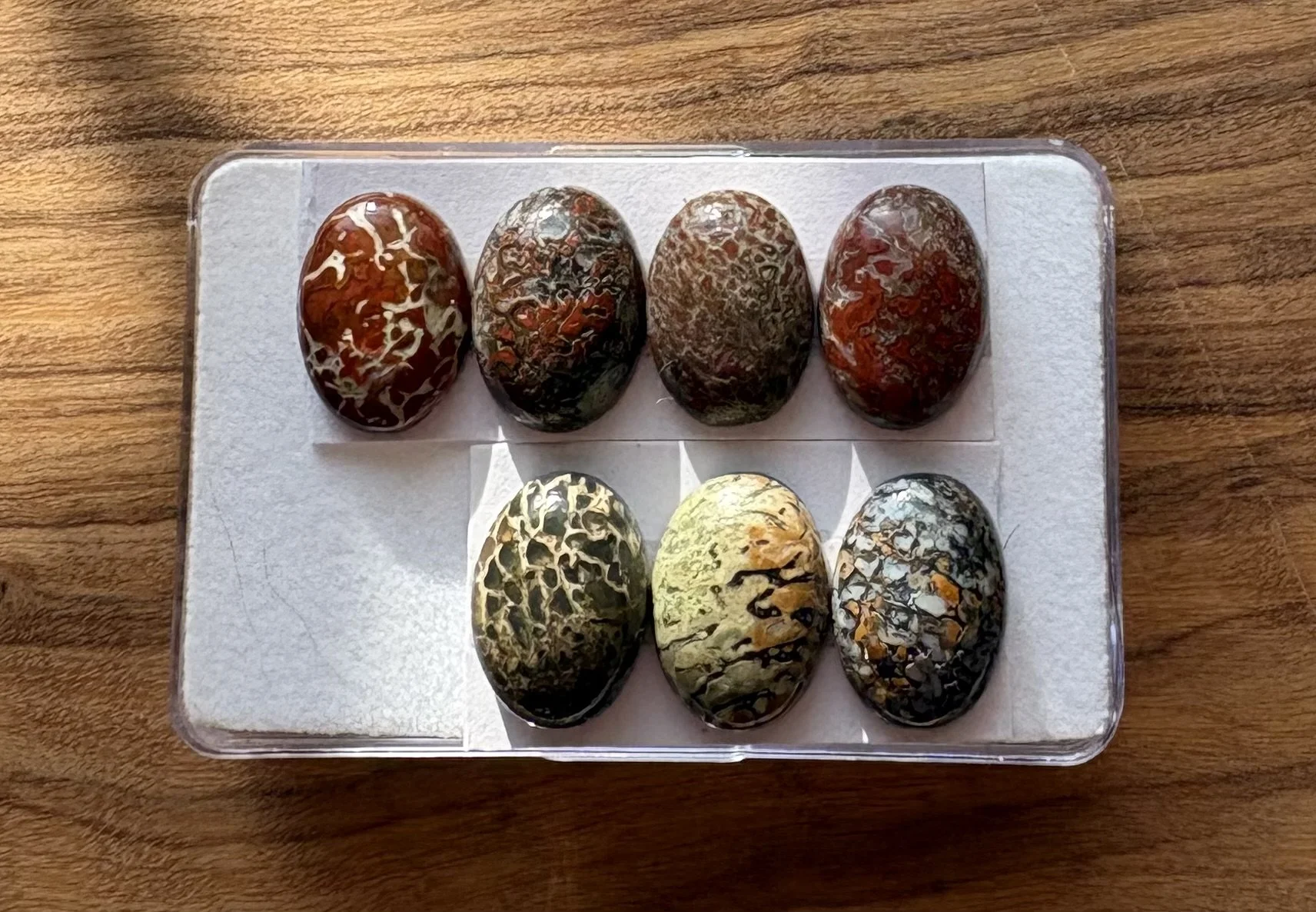 Versteend Dinosaurus bot