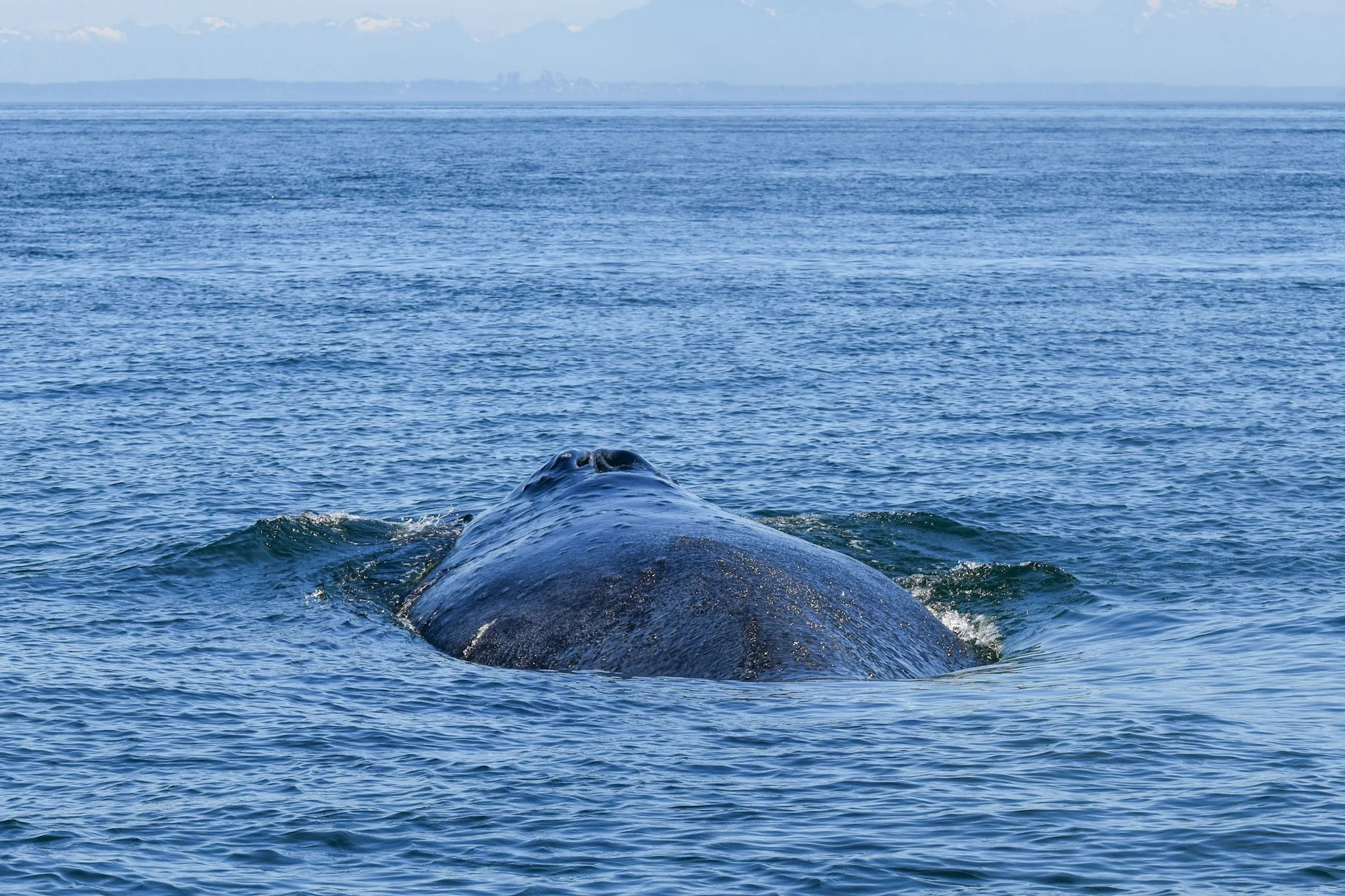 DSC_0944 2.JPG