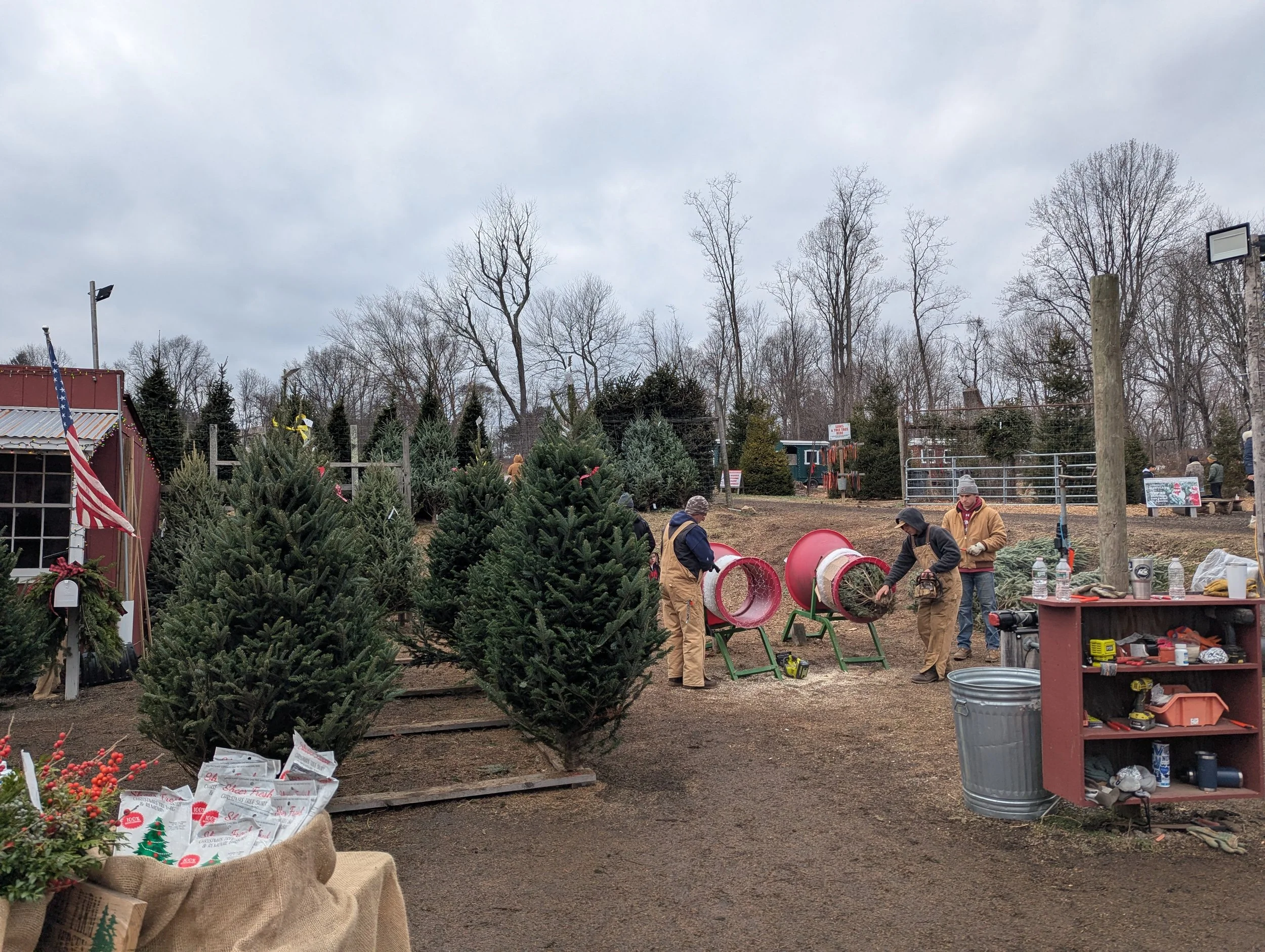 Hidden Pond Tree Farm - Wrapping the Tree.jpg