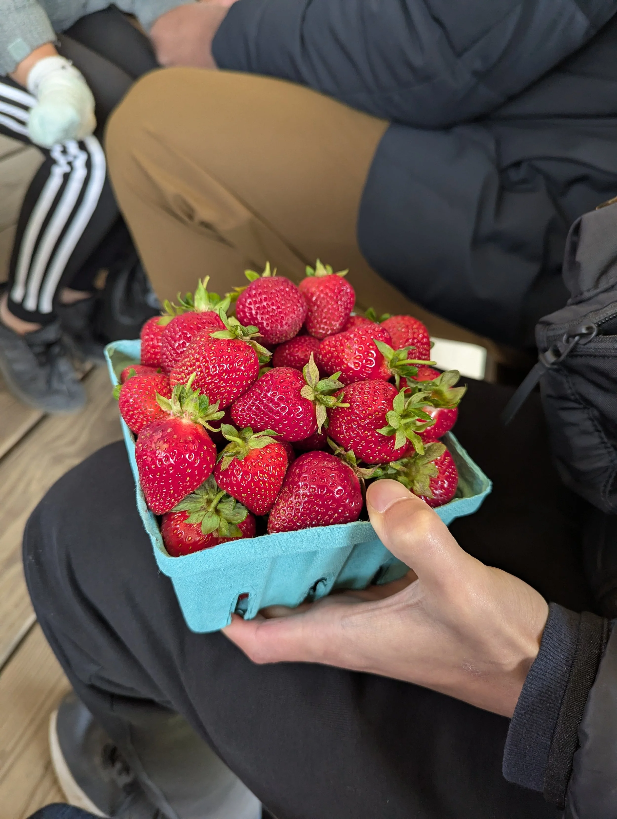 Strawberry Picking in N J : Within an Hour of NYC 2026