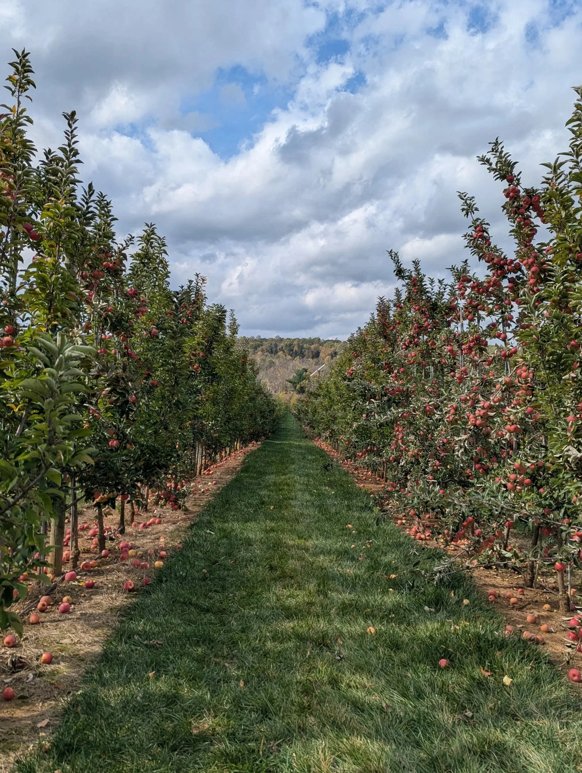 An Apple Orchard at Melicks Farm