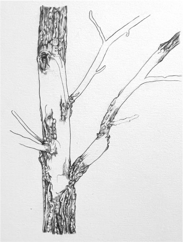 My Trees