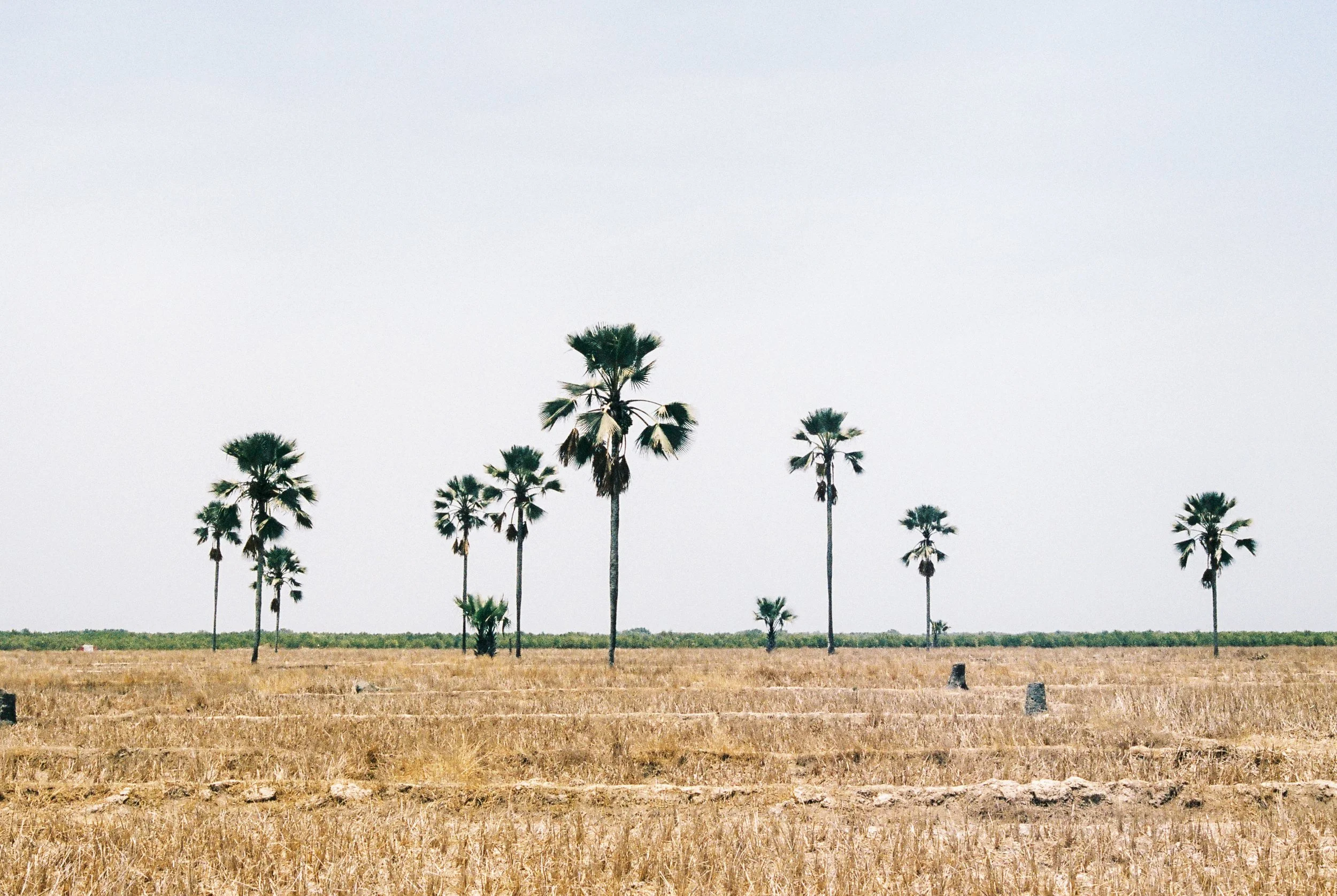 BAOBAB-48.jpg