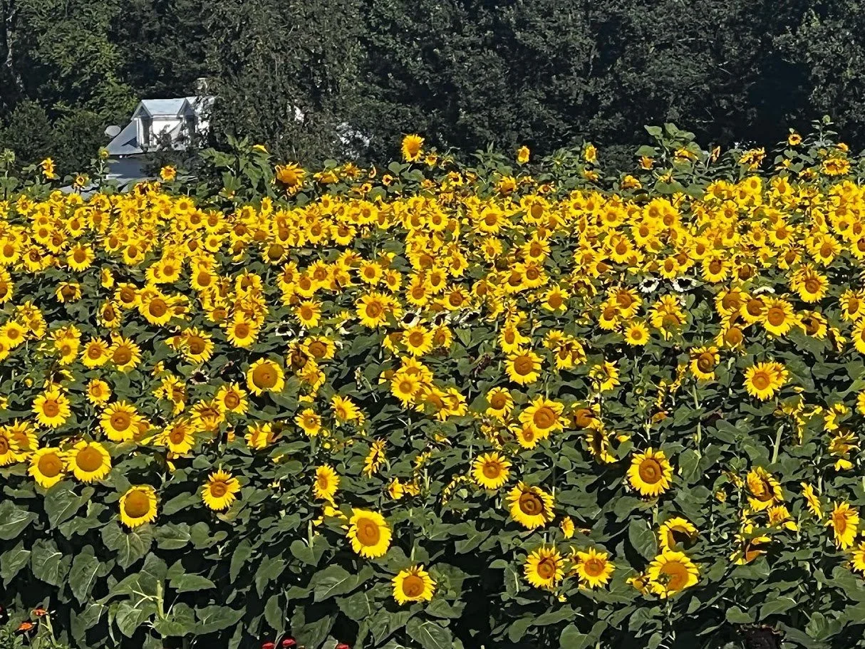 sunflower2.jpg