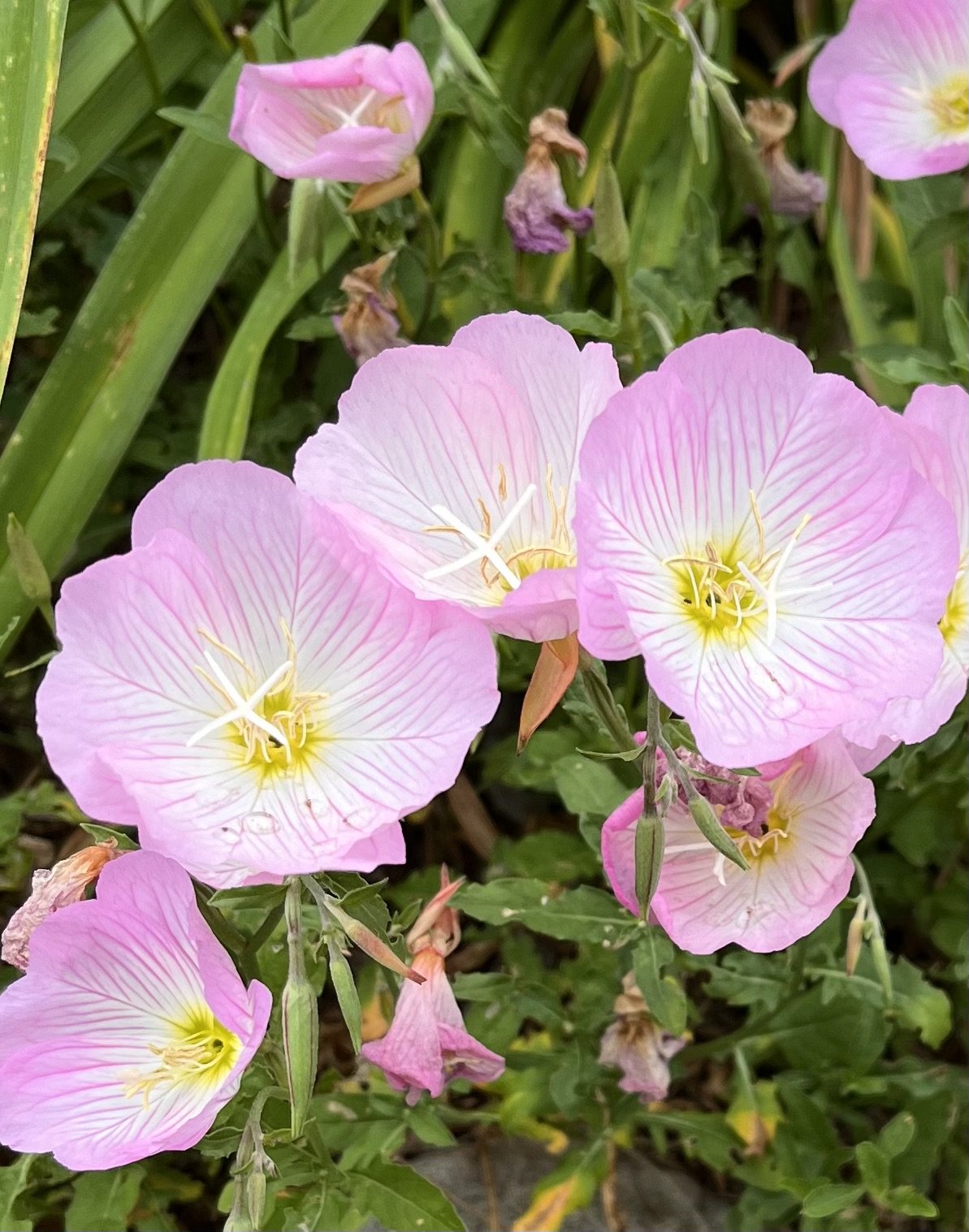 Decatur, GA flowers in Spring