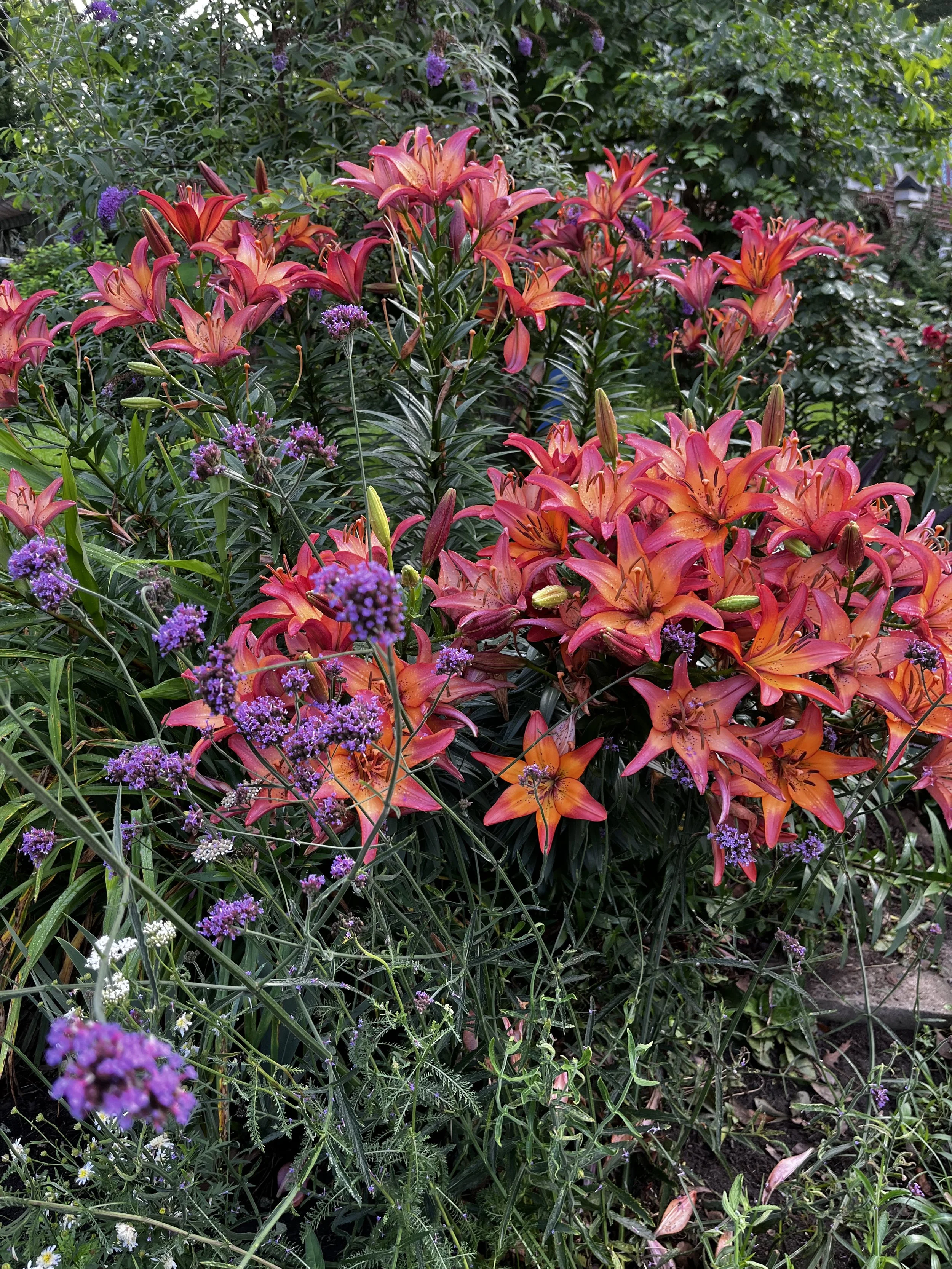 Decatur, GA summer flowers