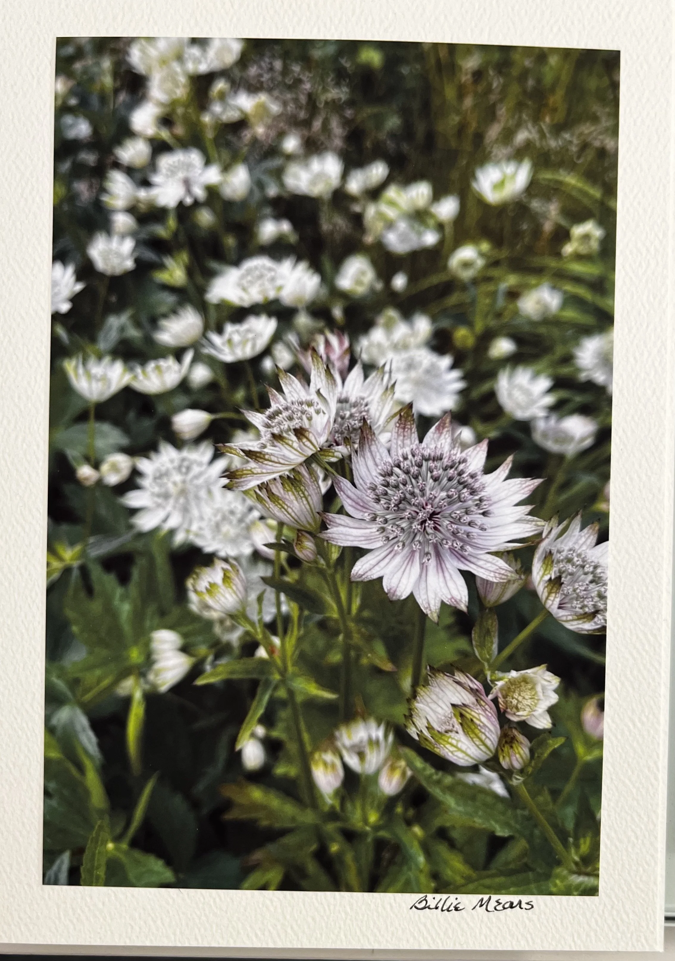 Bishop's Palace Garden, Wells, England