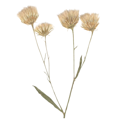 Dry curled flowers on stems with leaves.