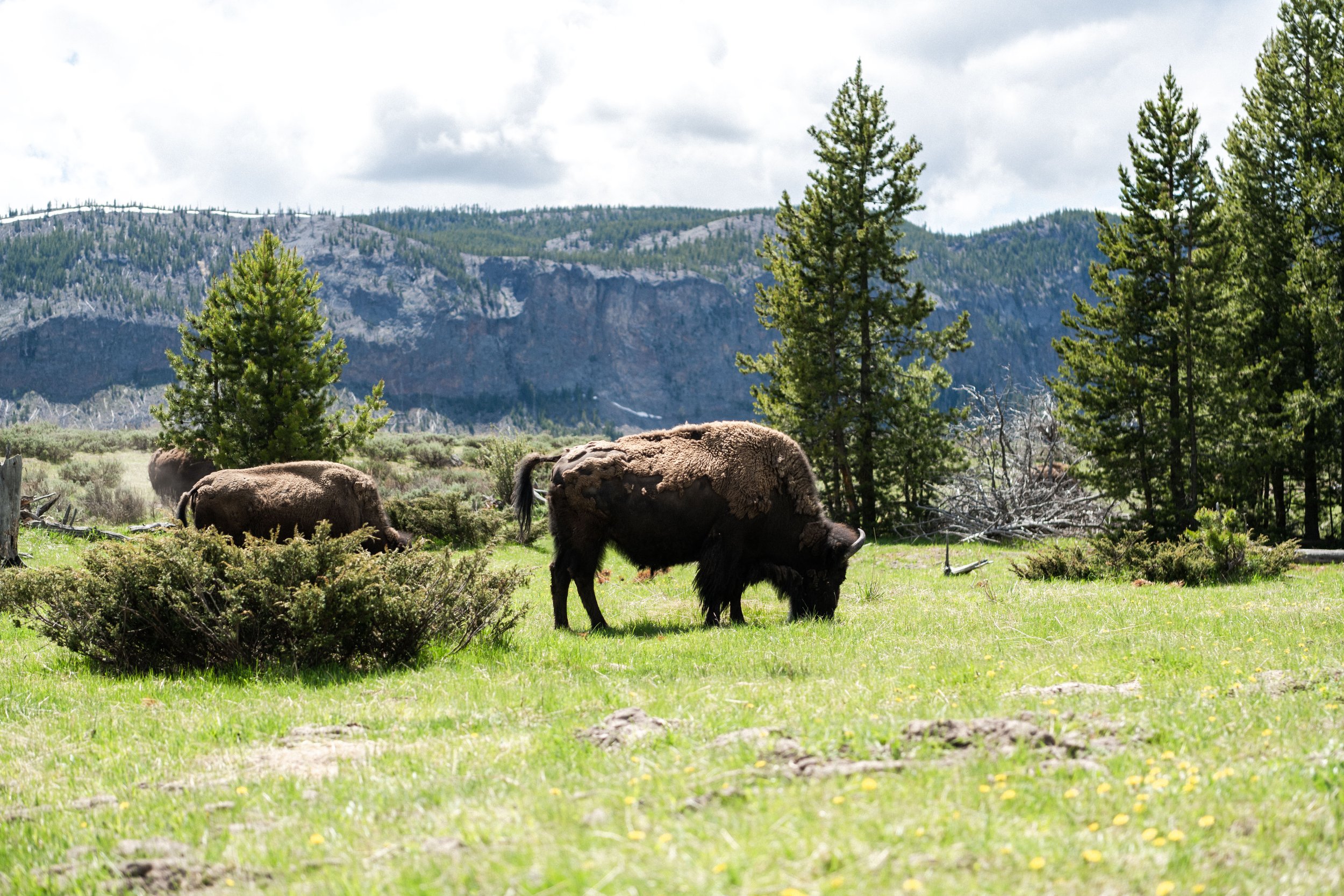 YELLOWSTONE NATIONAL PARK 23 MONTANA AEM-2.jpg