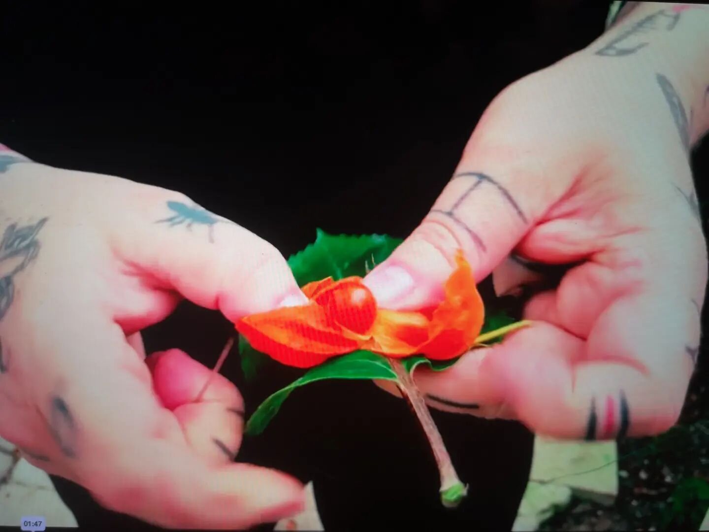 Alex's hands.

A testimony to the hours Alex spent sewing flowers onto her body after Rebecca dreamt of a flower shroud.
Dream time spent in a glasshouse, considering what it means to balance on the precipice, in full bloom, tipping over. How we mour