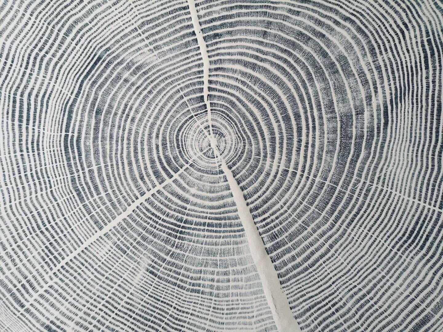 Section from an exquisite print by artist @shonabranigan

Based in Grizedale, Shona makes arresting work from sections of ancient trees, oak, elm, yew &amp; in this case ash.

Ash has a particular resonance because the garden that Morag &amp; Rebecca