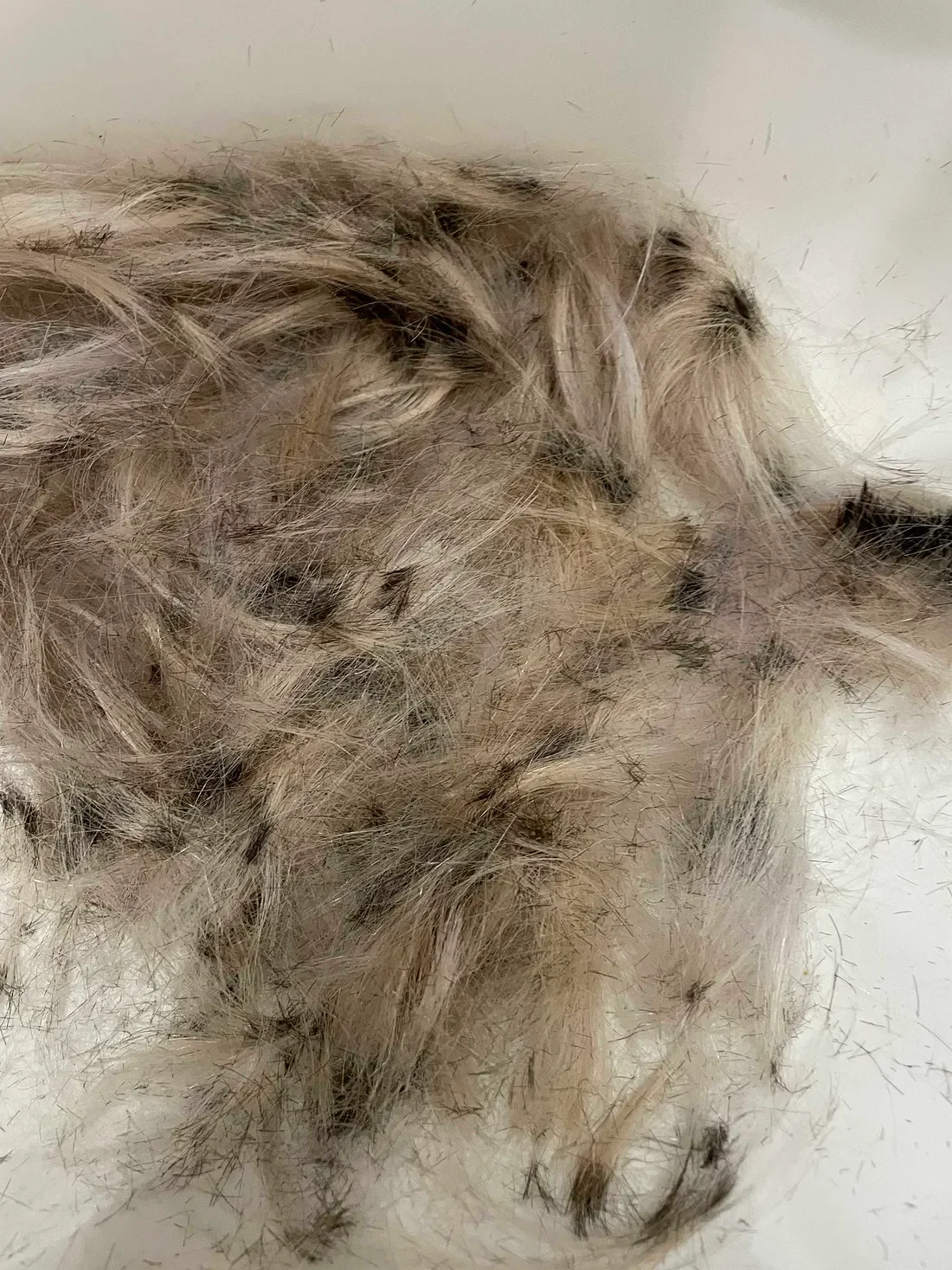 Jess Hair Scraps