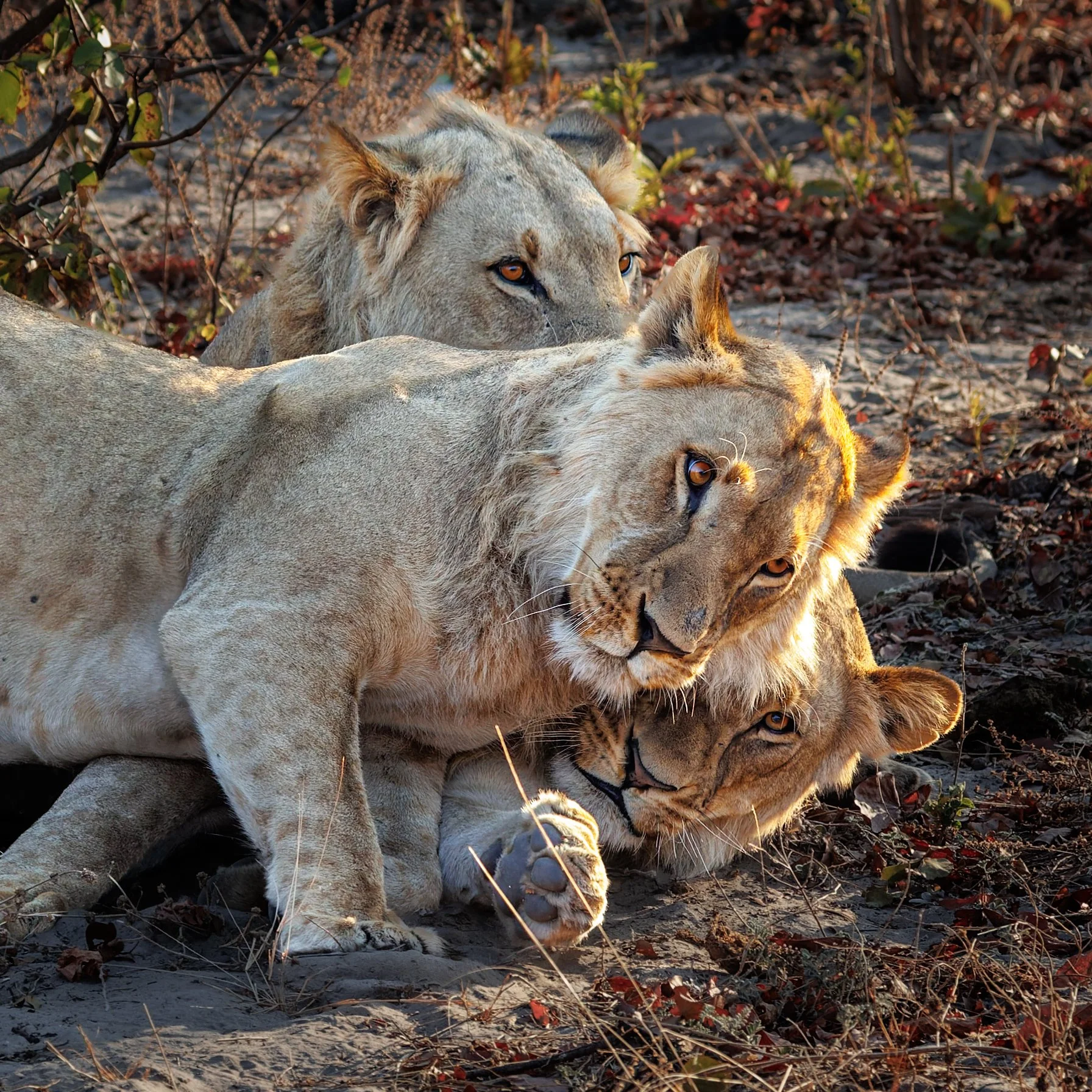 AFR_3721-DxO_DeepPRIME 3.jpg