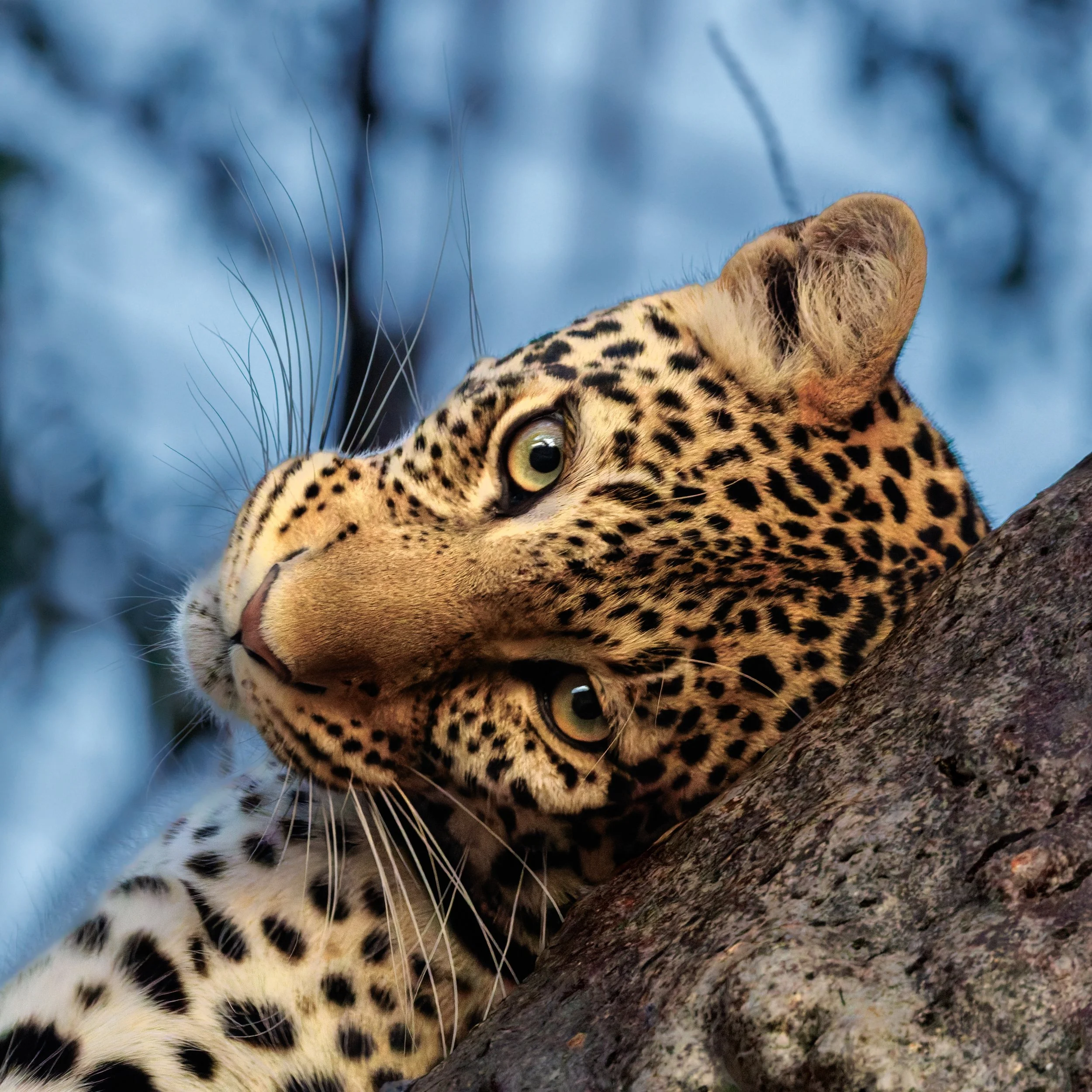 _5TZ8034-DxO_DeepPRIME 3.jpg