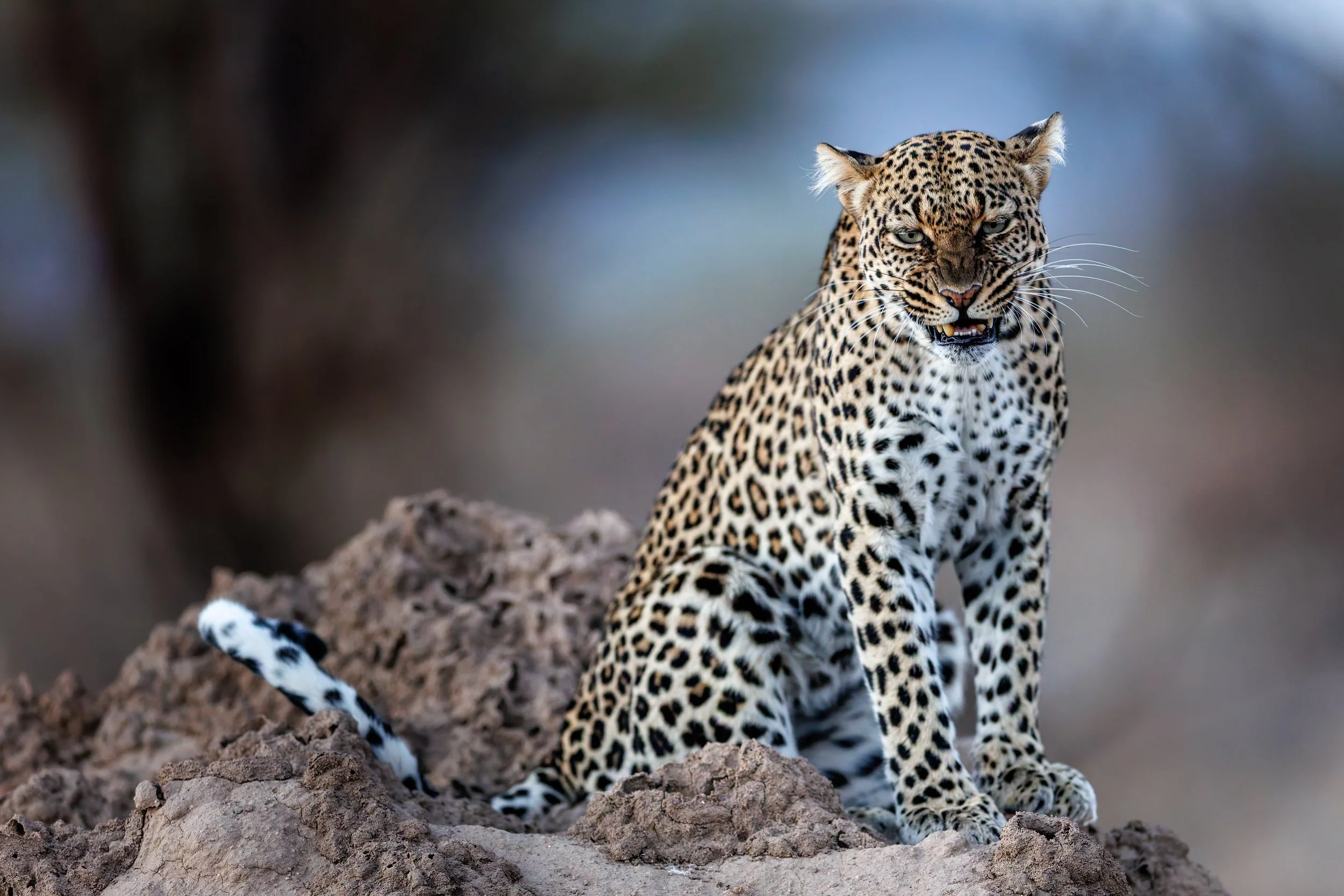 _KYA6658-DxO_DeepPRIME 3.jpg