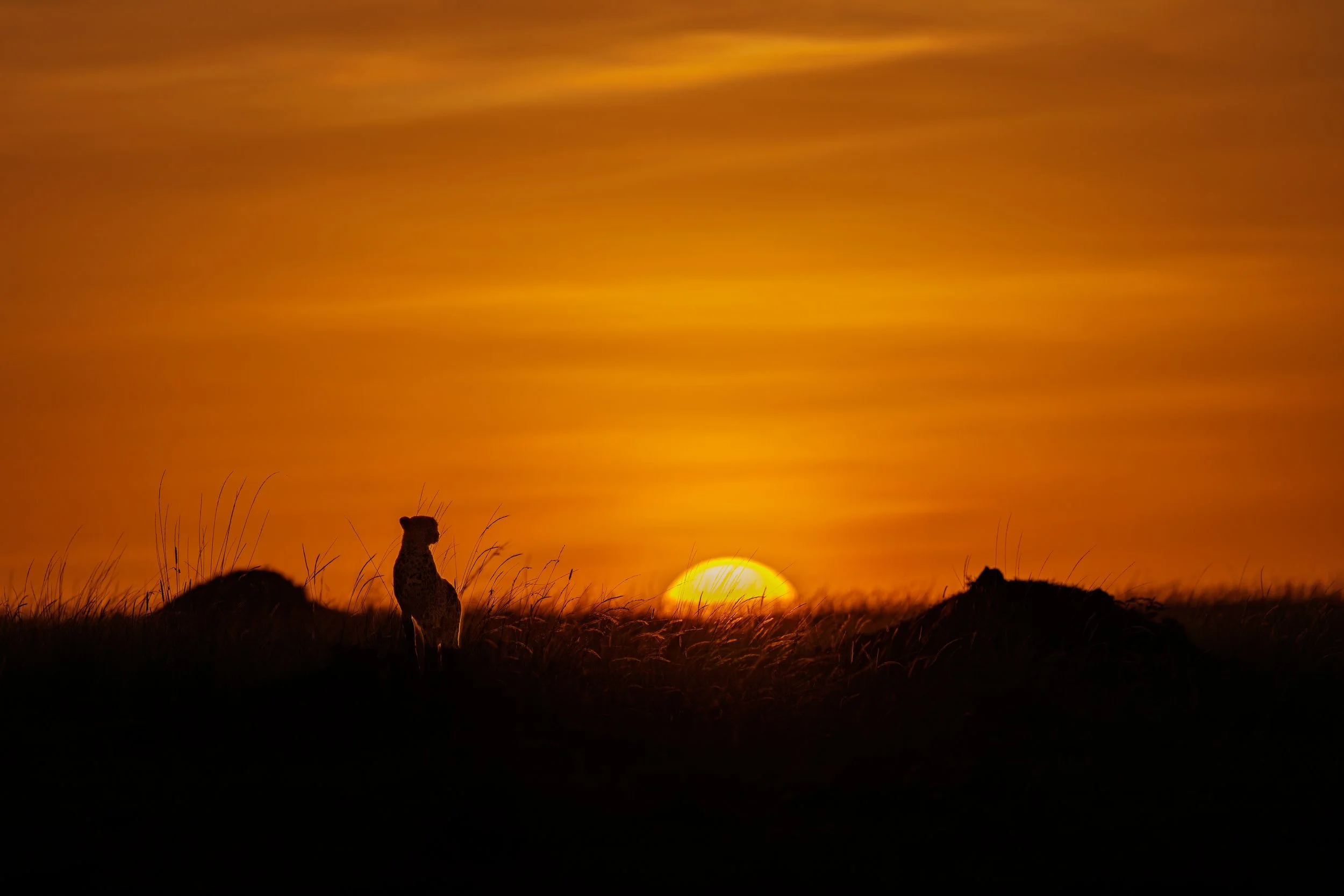 _KYA6290-DxO_DeepPRIME 3.jpg