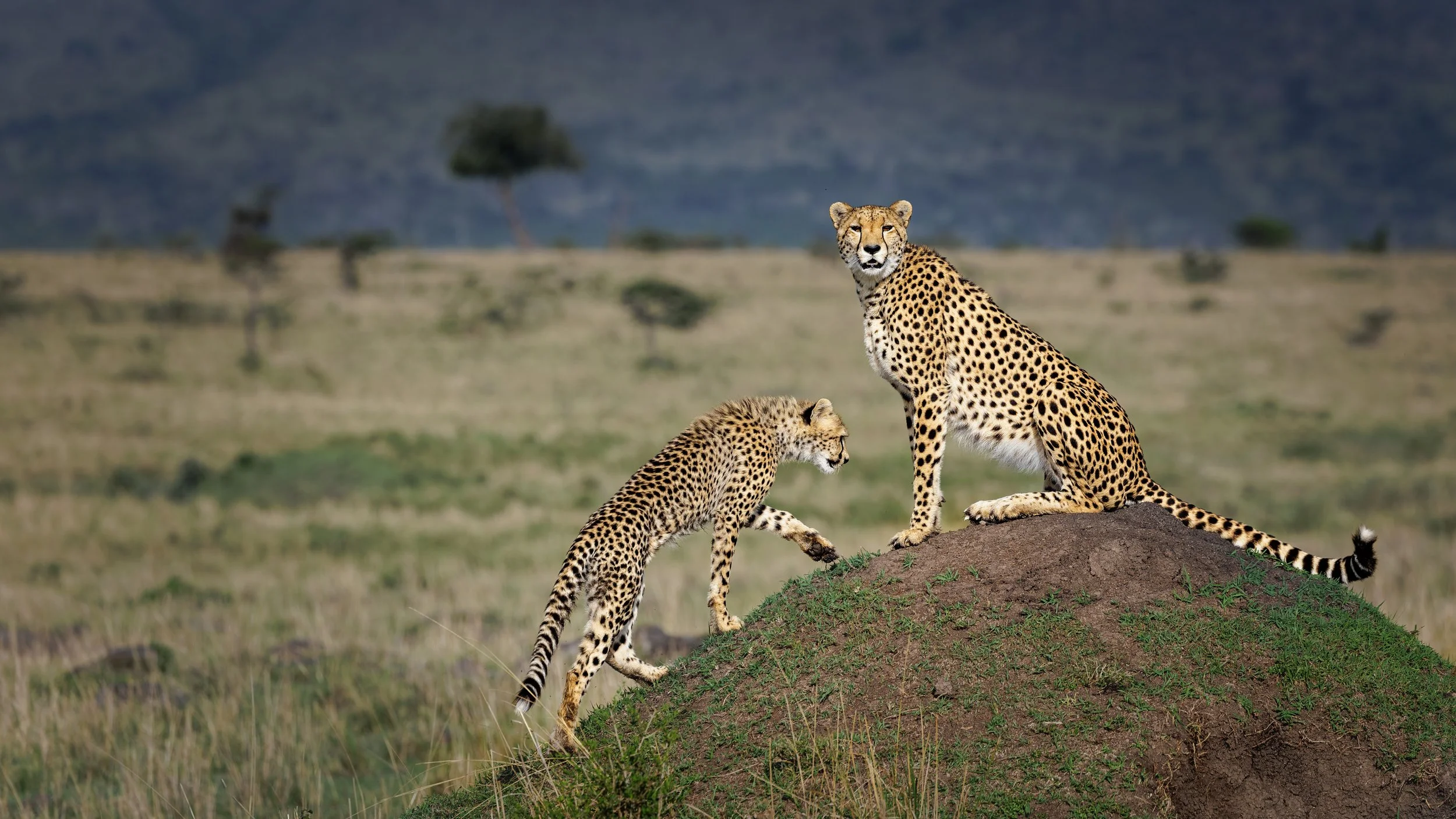 _ARO3564-DxO_DeepPRIME 3.jpg