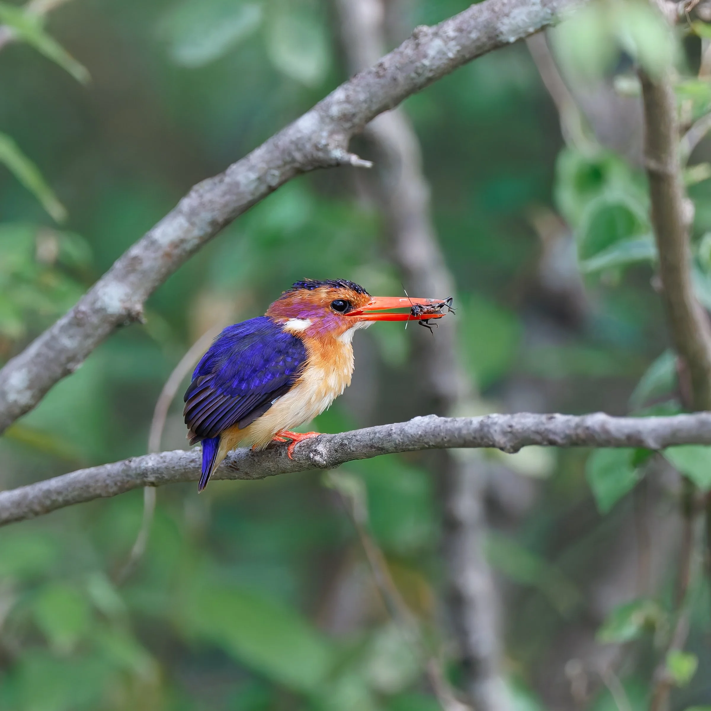 _KYA1513-2-DxO_DeepPRIME XD2s.jpg