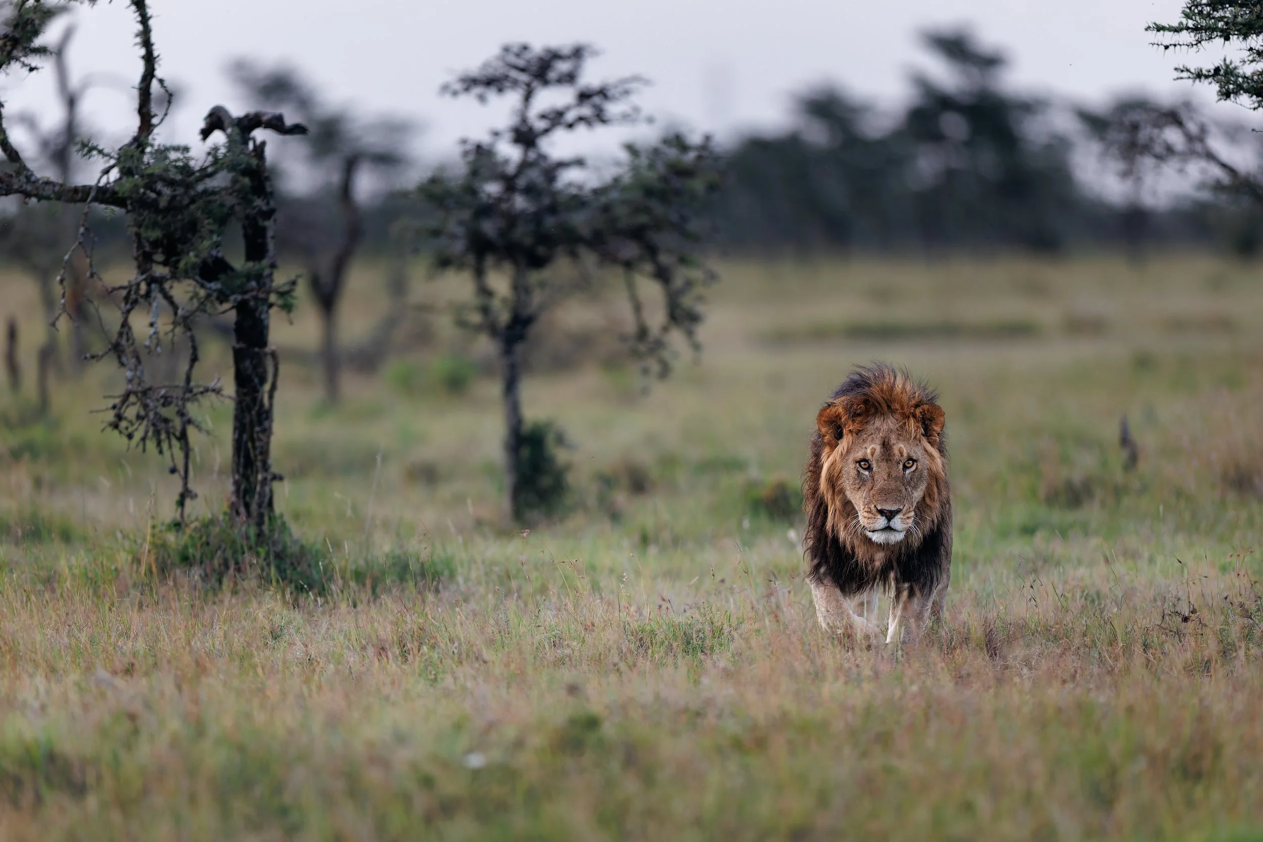 _KYA9863-DxO_DeepPRIME 3.jpg