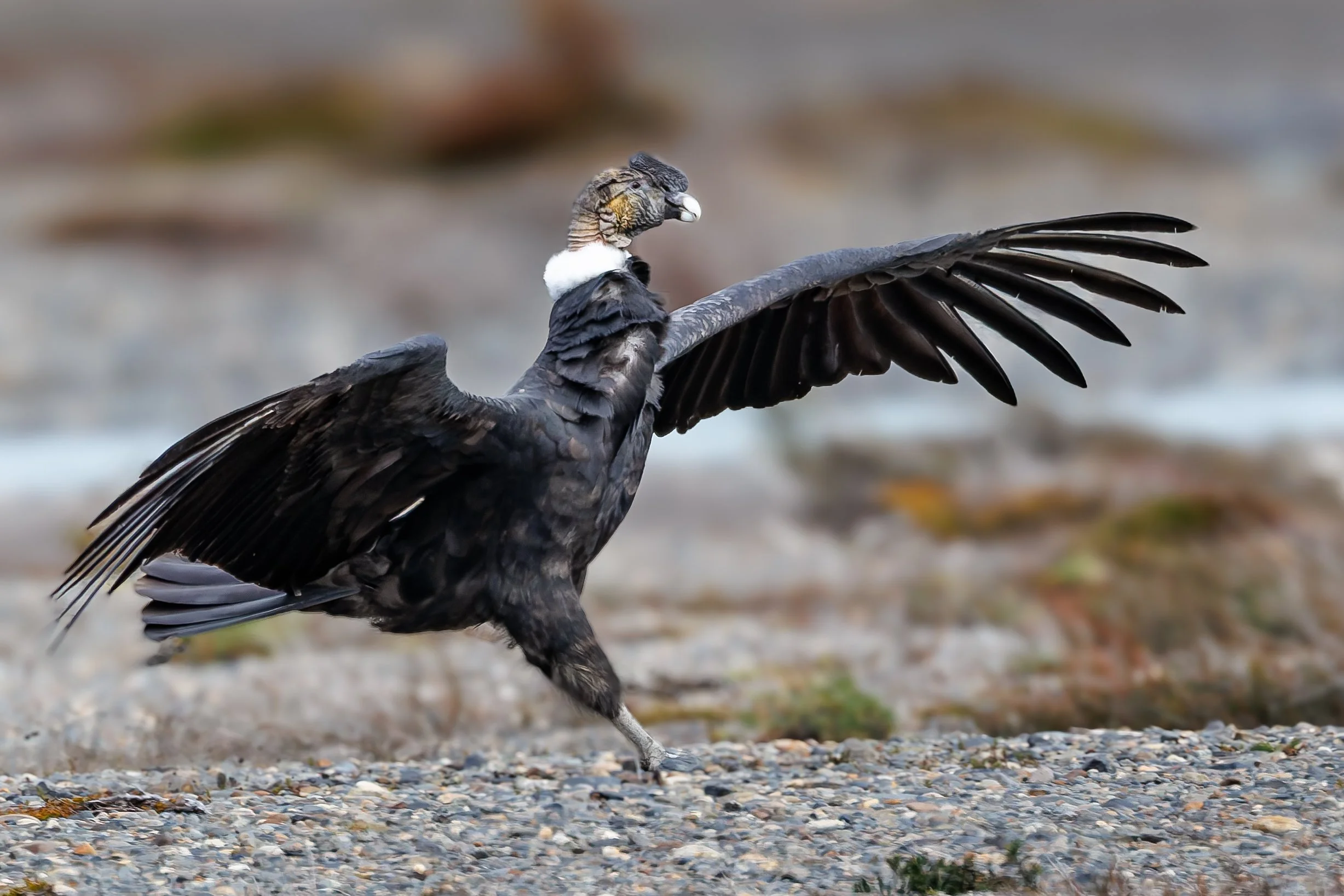 _NYA6147-DxO_DeepPRIME XD3.jpg