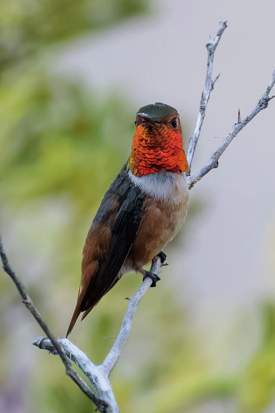 _1JC6194-DxO_DeepPRIME XD3.jpg