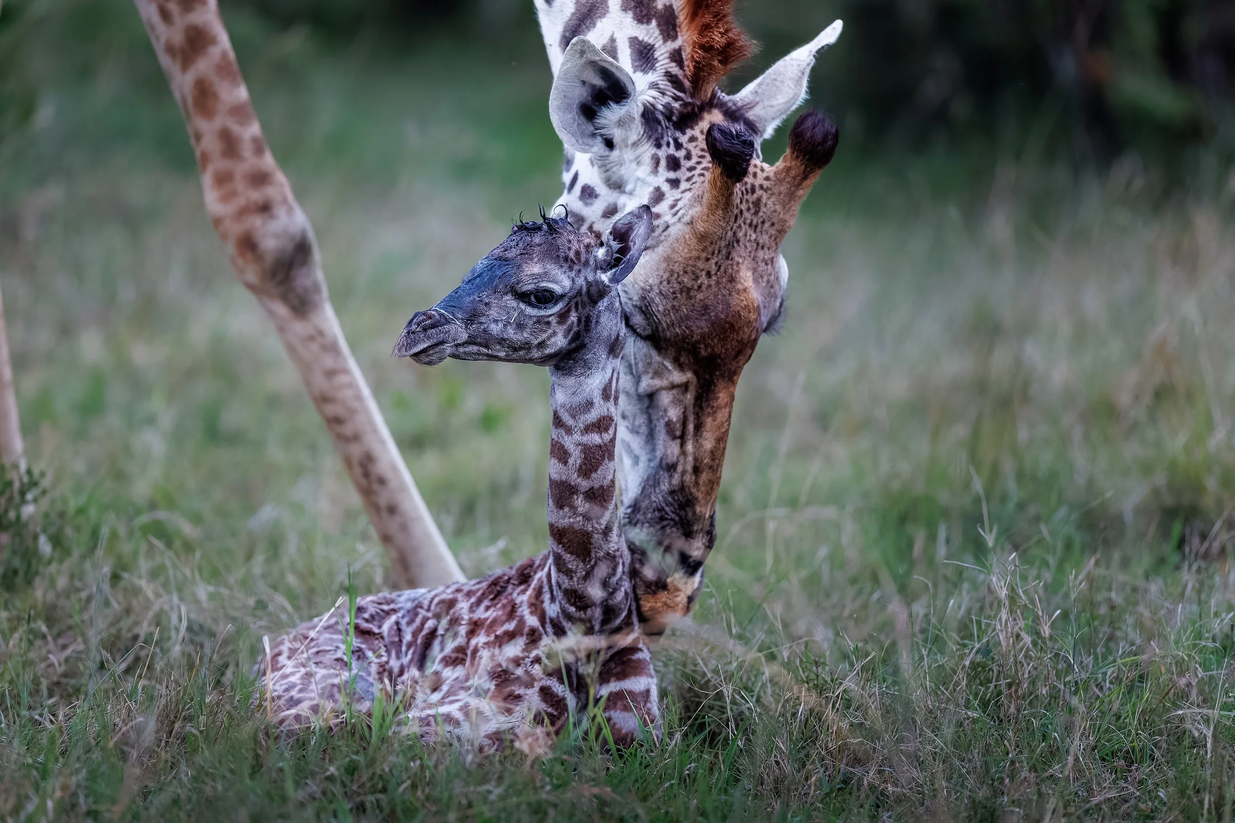 _KYA2120-2-DxO_DeepPRIME XD2s.jpg