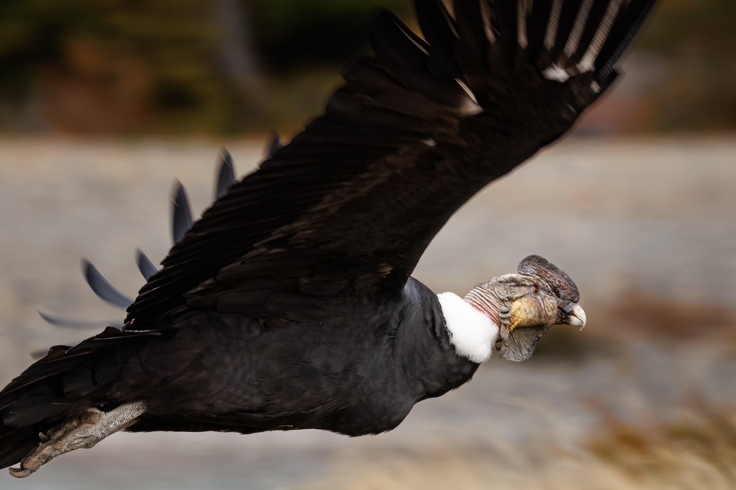 _NYA5936-DxO_DeepPRIME XD3.jpg