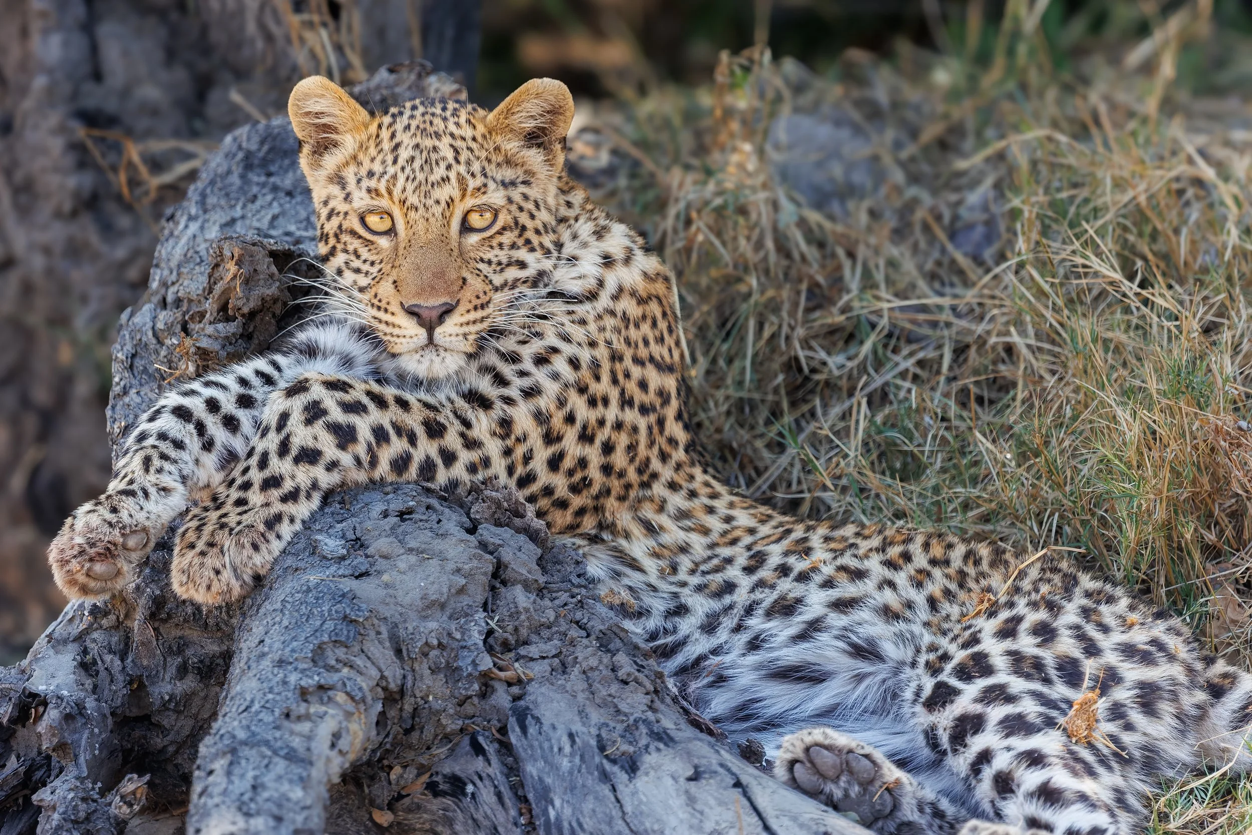 AFR_2792-DxO_DeepPRIME 3.jpg