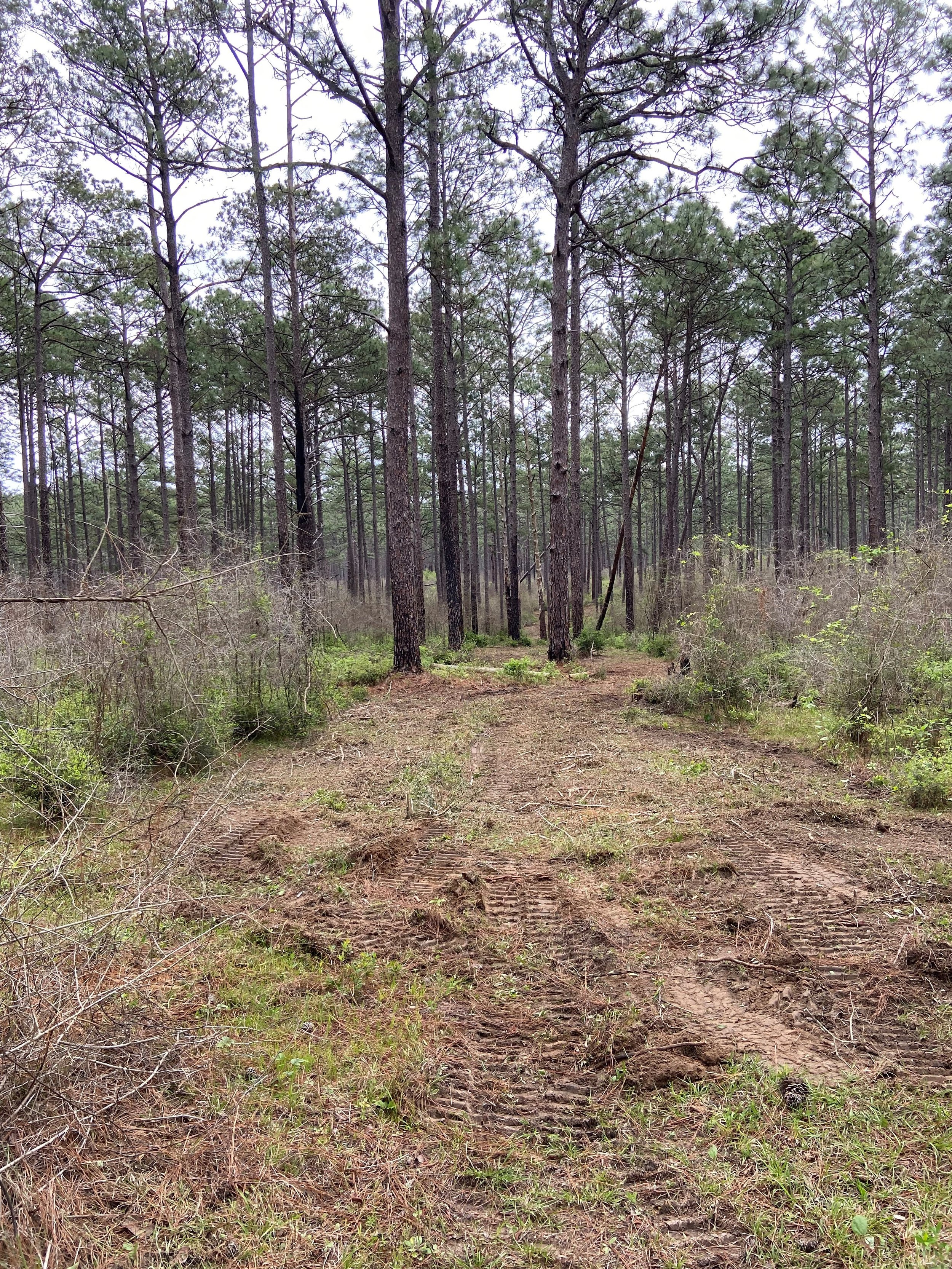 Louisiana Land Management land clearing services in progress in Lake Charles