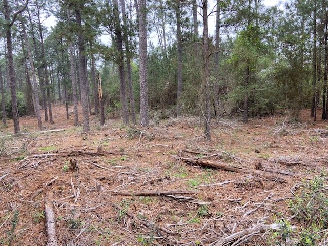 Land Clearing Project Lake Charles Before Service