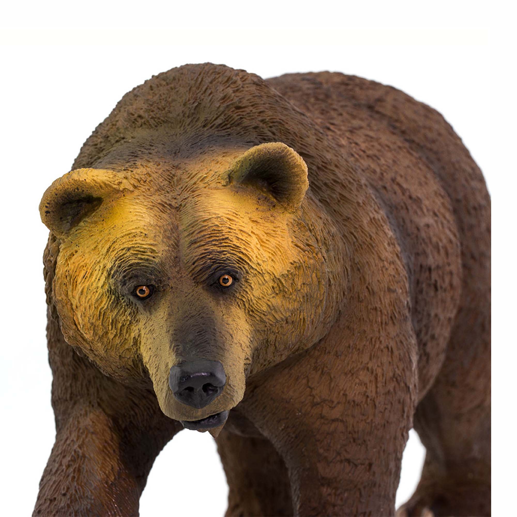 Grizzly Bear 2 2000px.jpg
