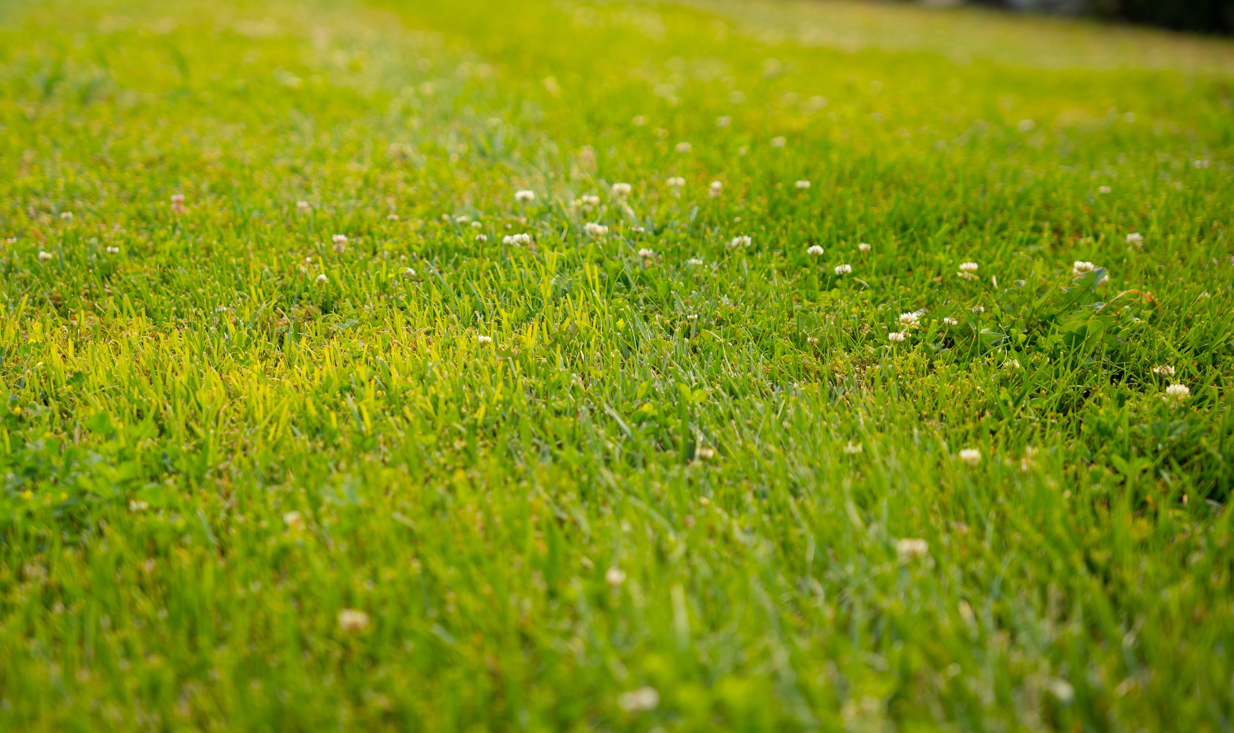 Mid-Summer Lawn Care Tips for a Healthy, Green Yard