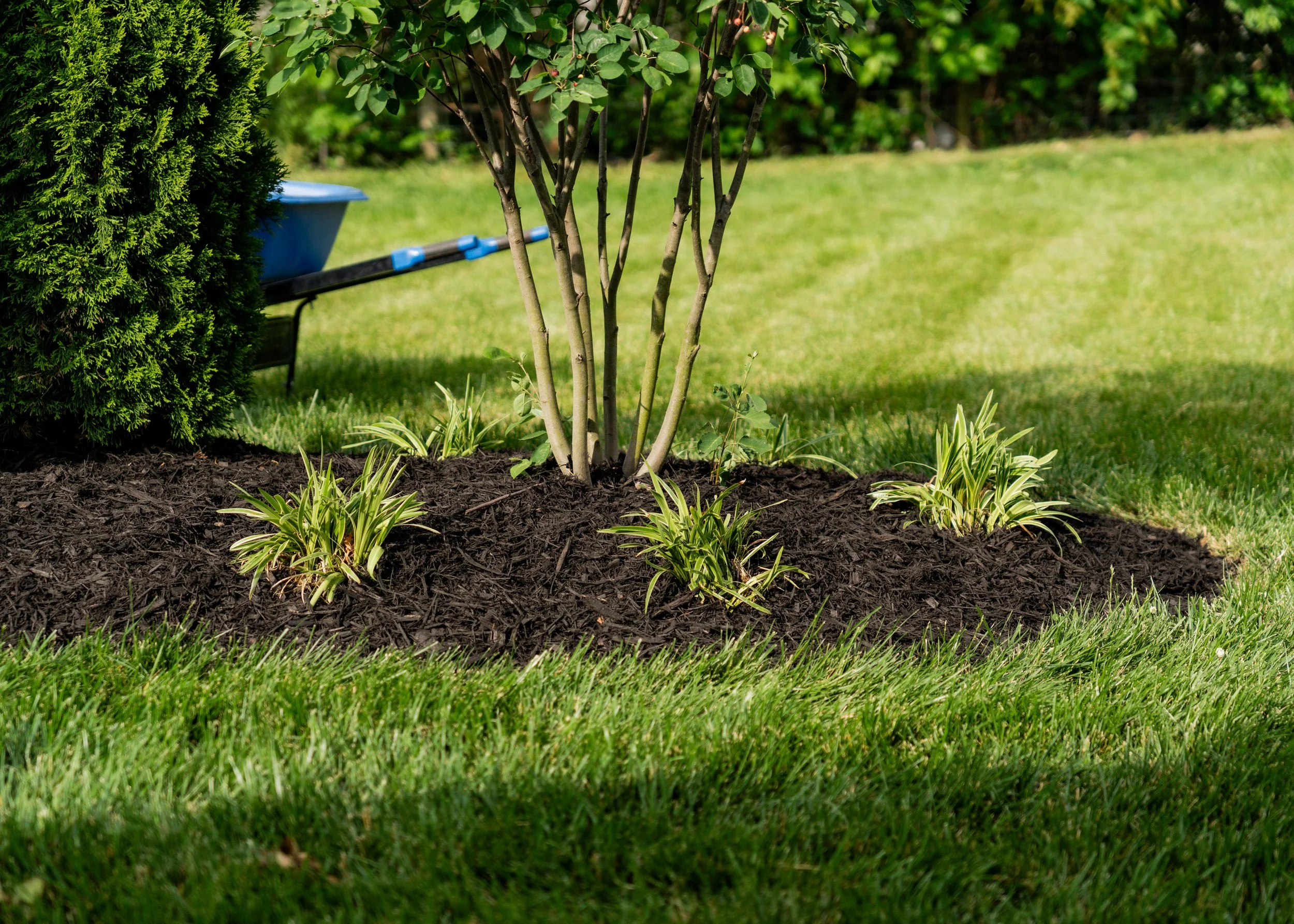 Spring Lawn Treatment in Central Kentucky: What Your Lawn Needs Right Now