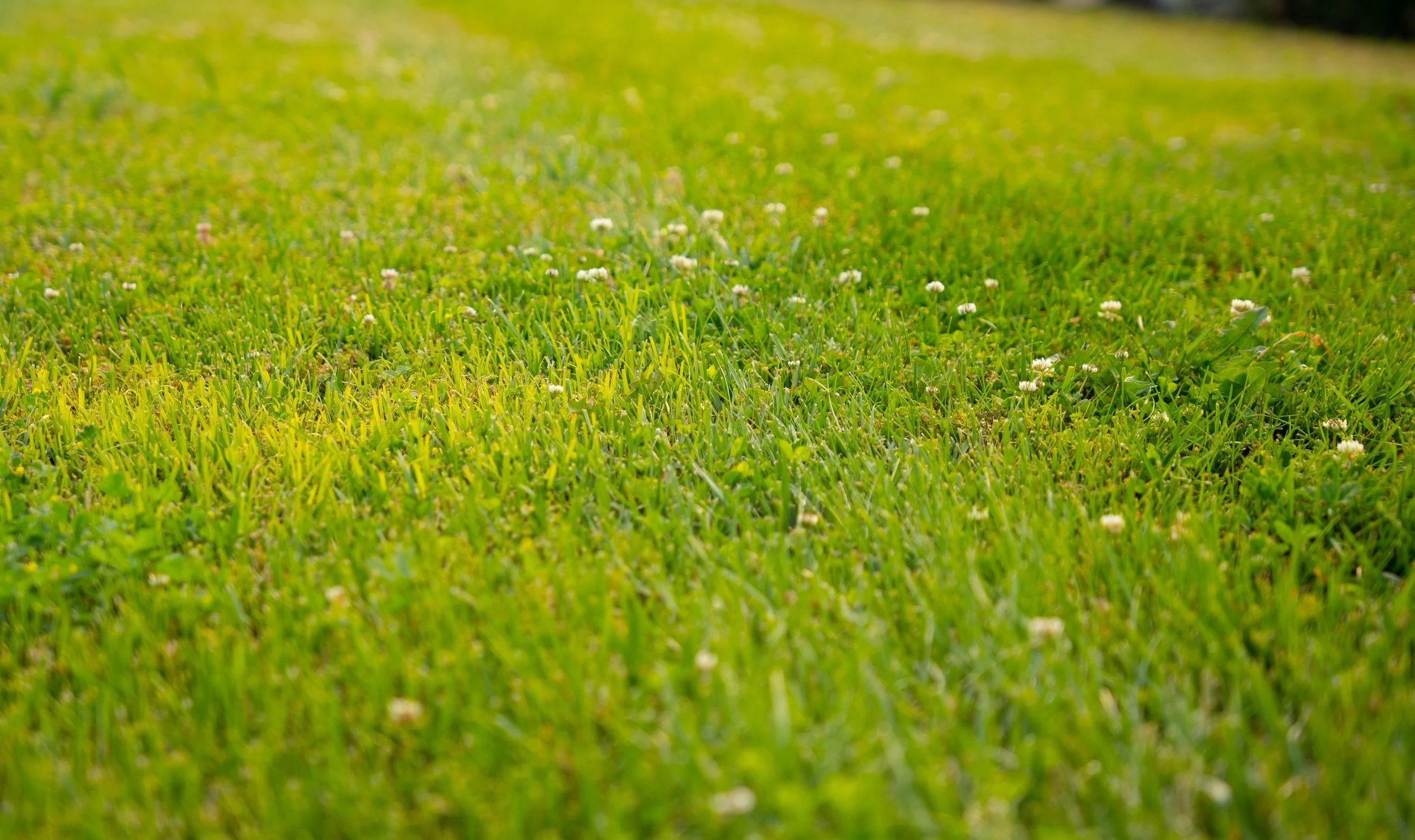Lush green grass managed by Akers Lawncare and Landscaping