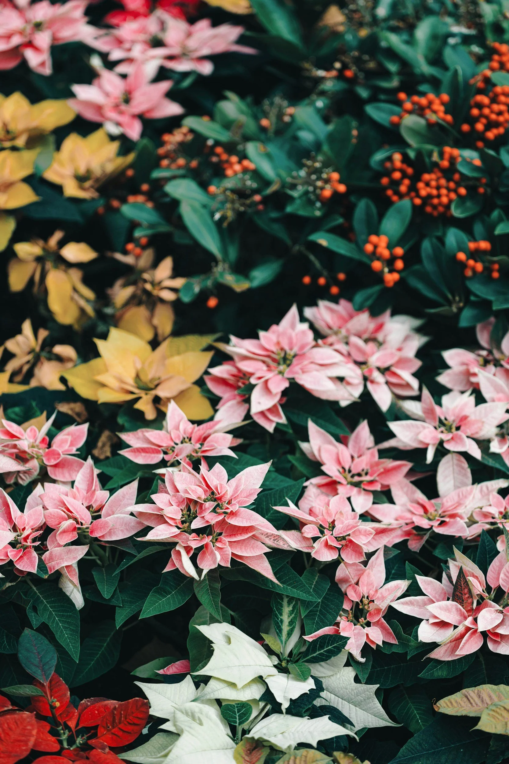 COWELL, Patricia (Pat) Margaret