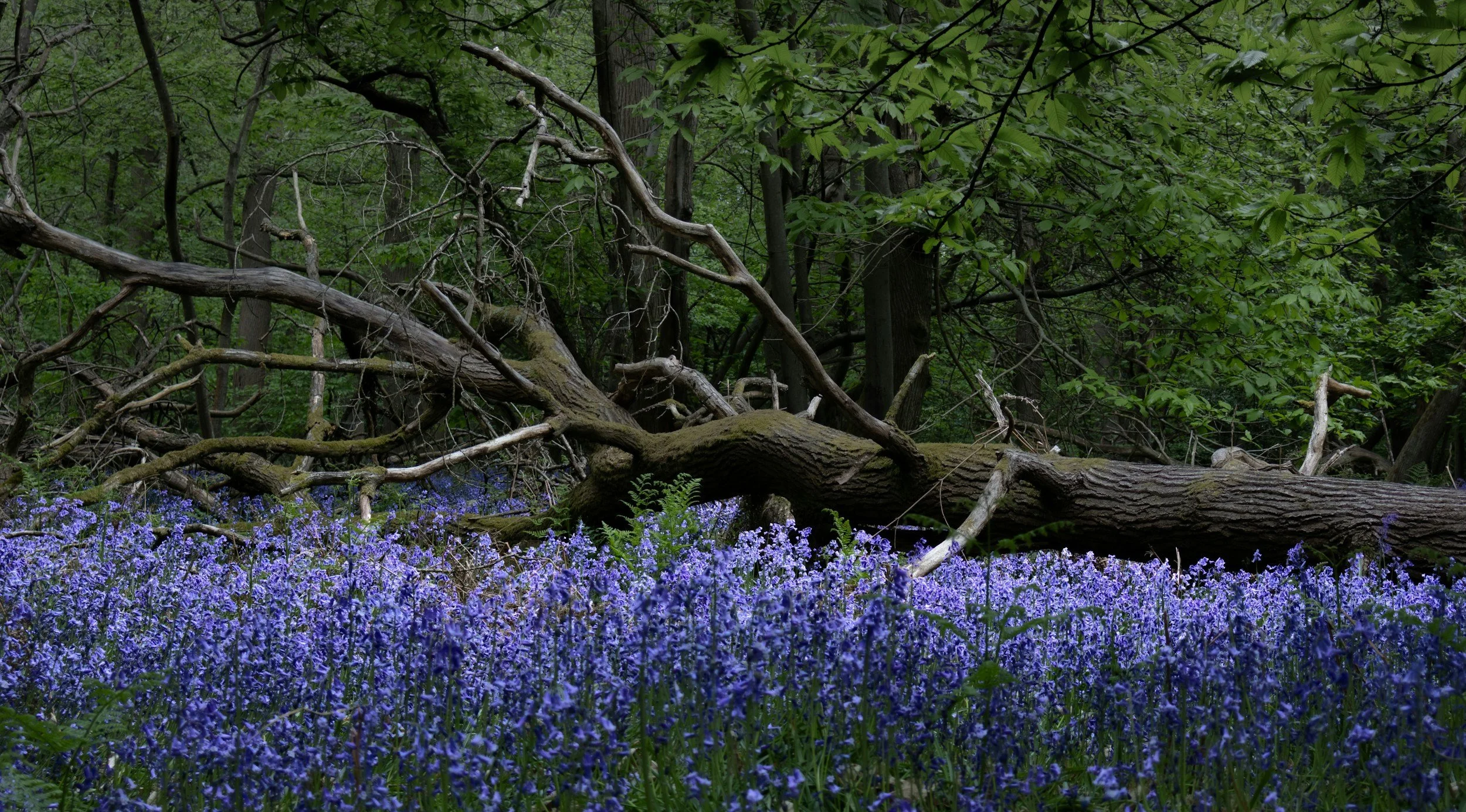 POVALL, Barbara Kathleen