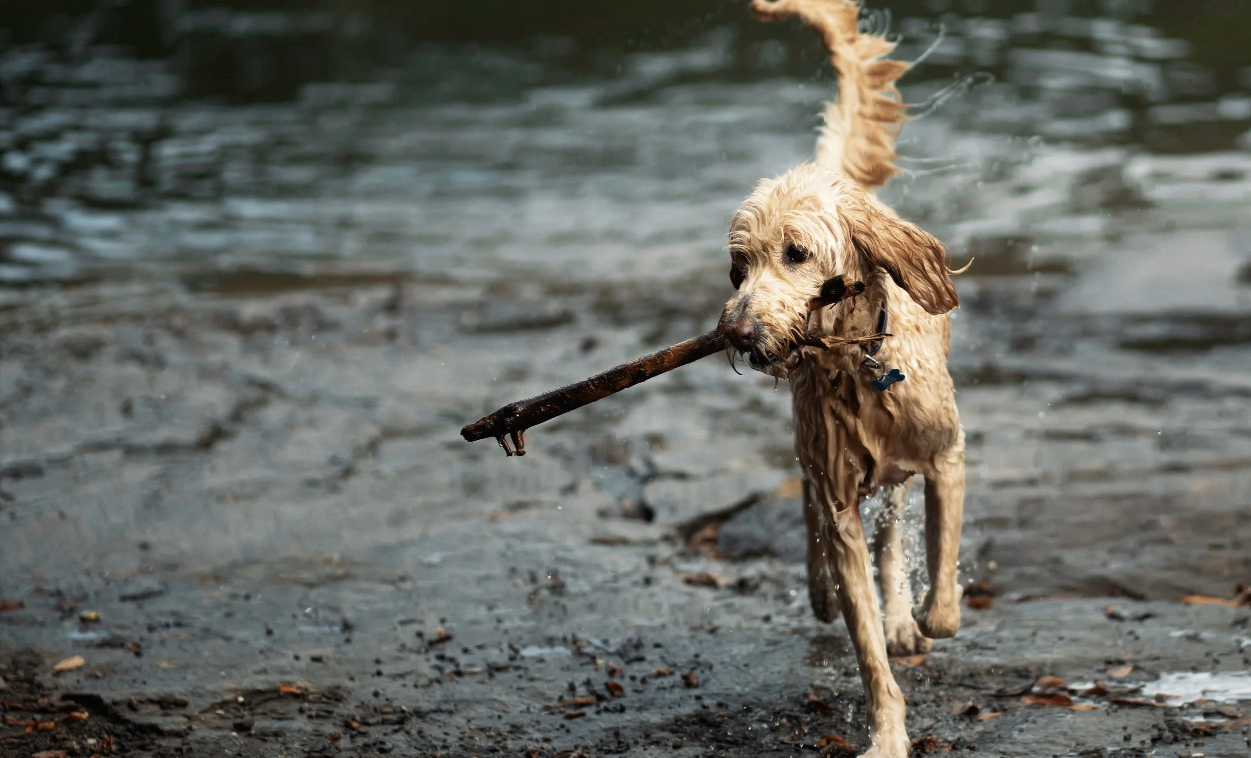 NYC dog.jpg