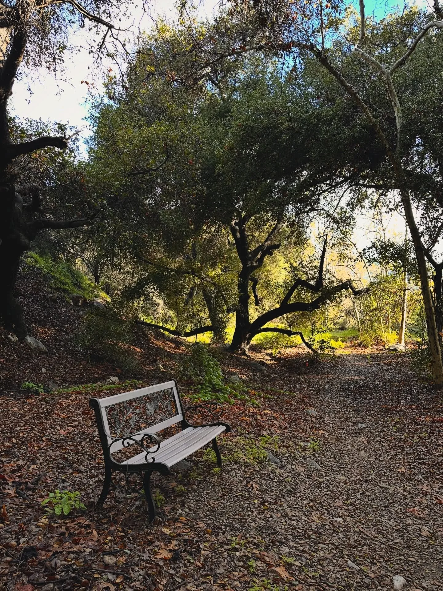 DAY 5: Permission to Pause
 You are allowed to pause - even when the world feels urgent.
Rest is not avoidance. Stillness is not indifference.
Pausing gives your nervous system the support it needs to stay present, compassionate, and responsive over 