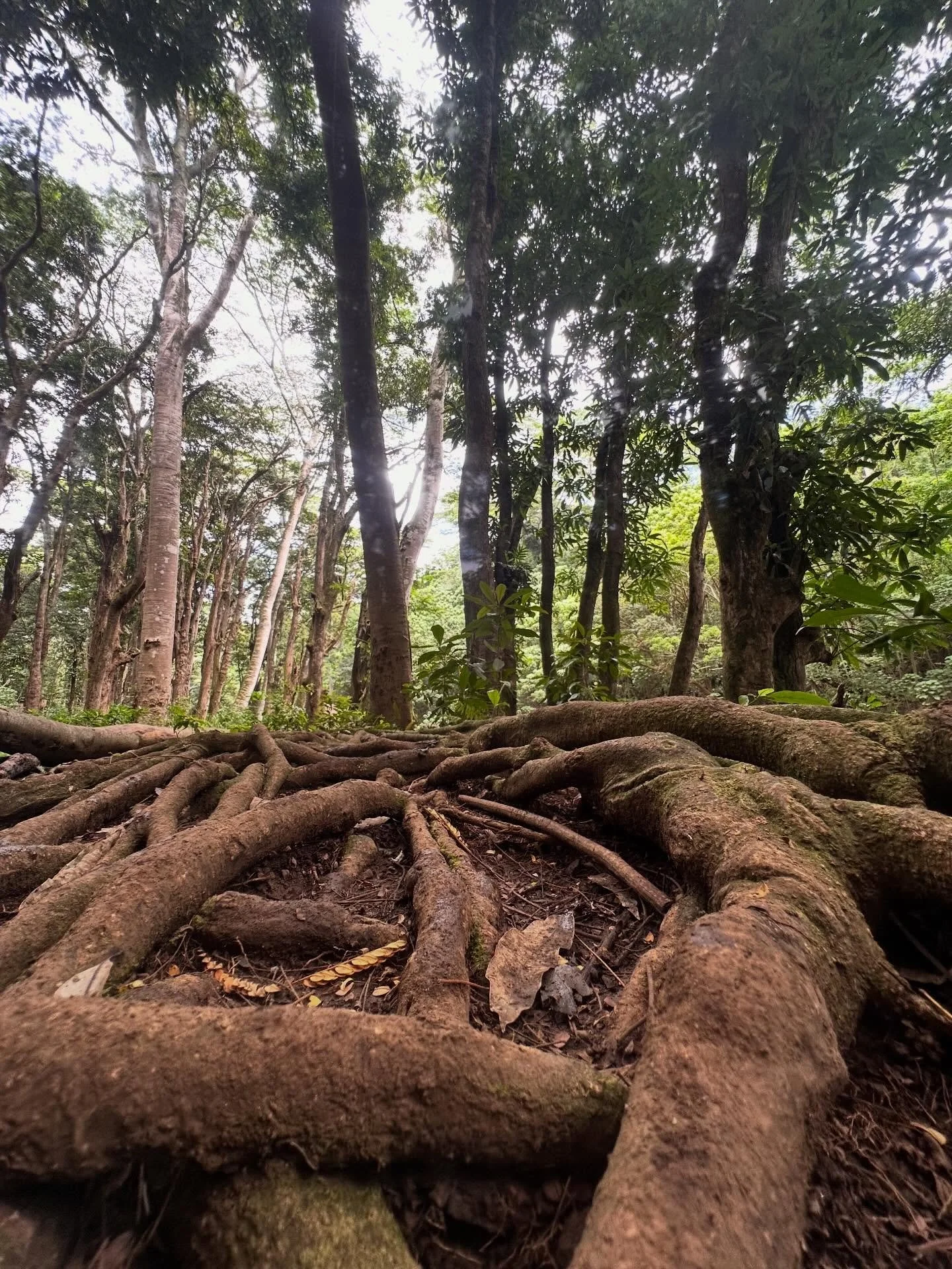 Day 27: Wise Action
 Compassion is not passive. But it is not impulsive either.
There is a difference between reacting from activation and responding from steadiness.
Reactivity is fast. It feels urgent. It wants relief.
Wise action pauses long enoug