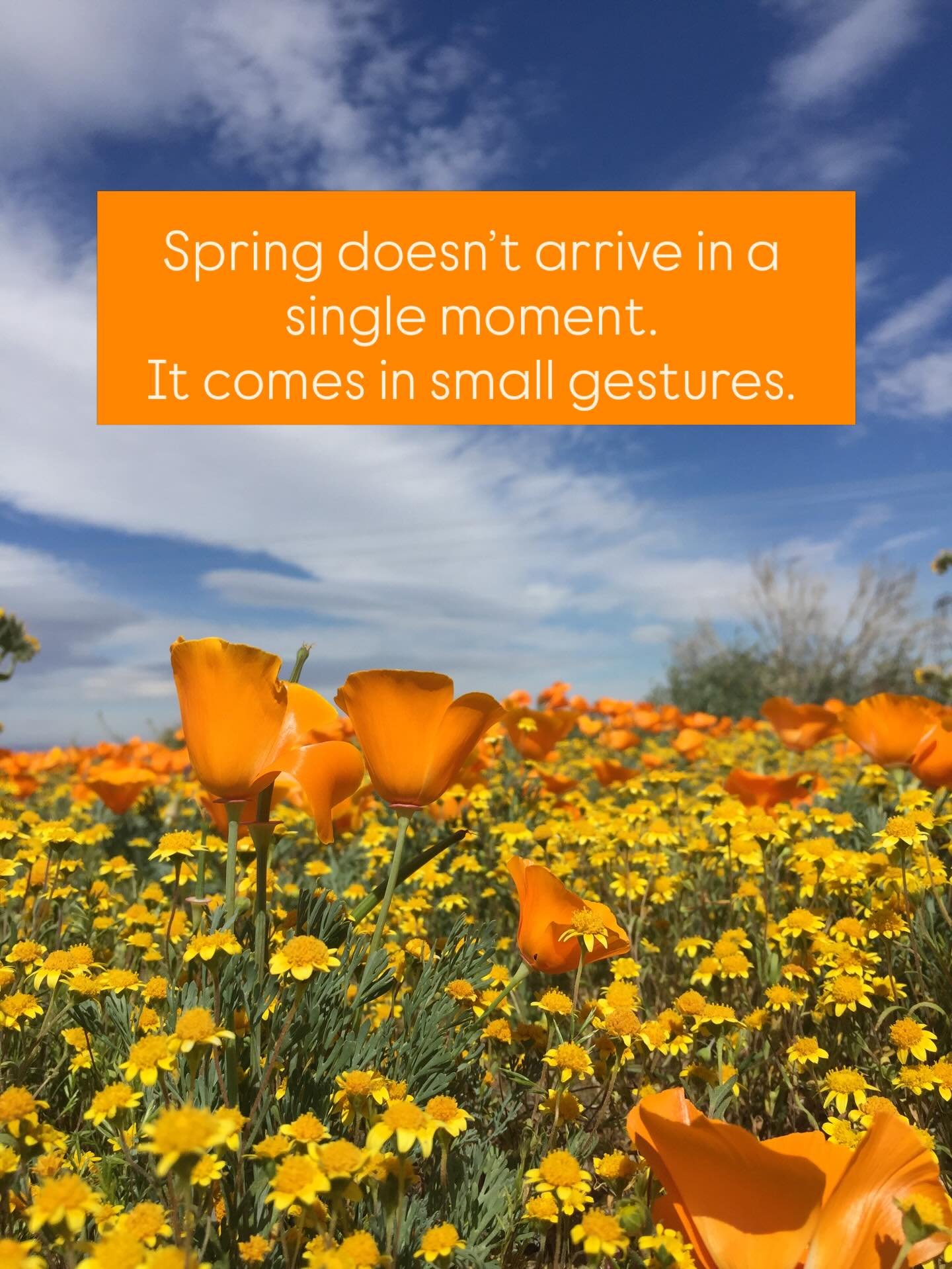 Happy Spring Equinox to my Northern Hemisphere friends. 🌼

Around the time of the Spring Equinox, I start to feel a subtle shift - not dramatic, just a quiet lengthening of the day, a little more light in the evenings. My body seems to notice before