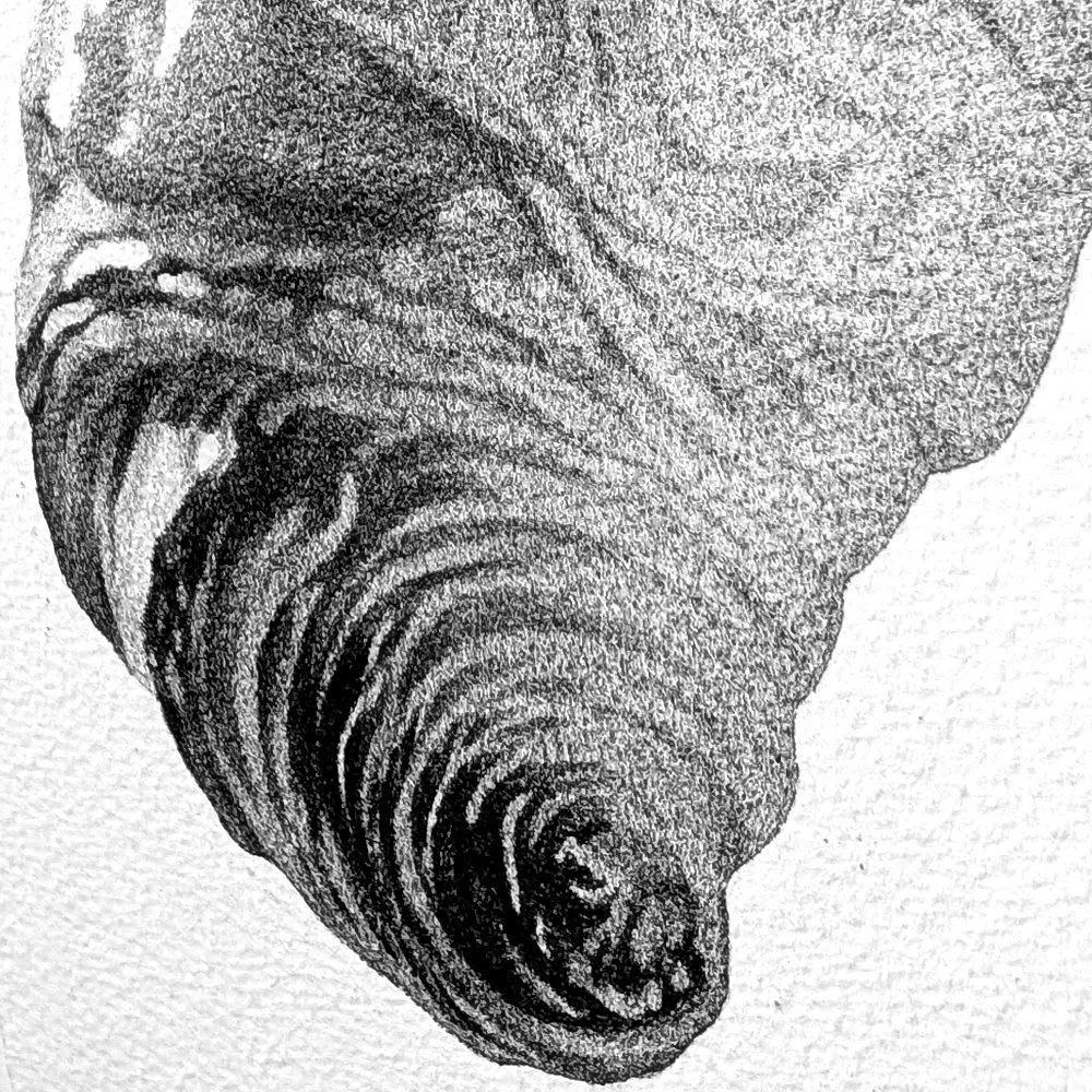 Food_Inked_Croissant_Close up Image.jpg