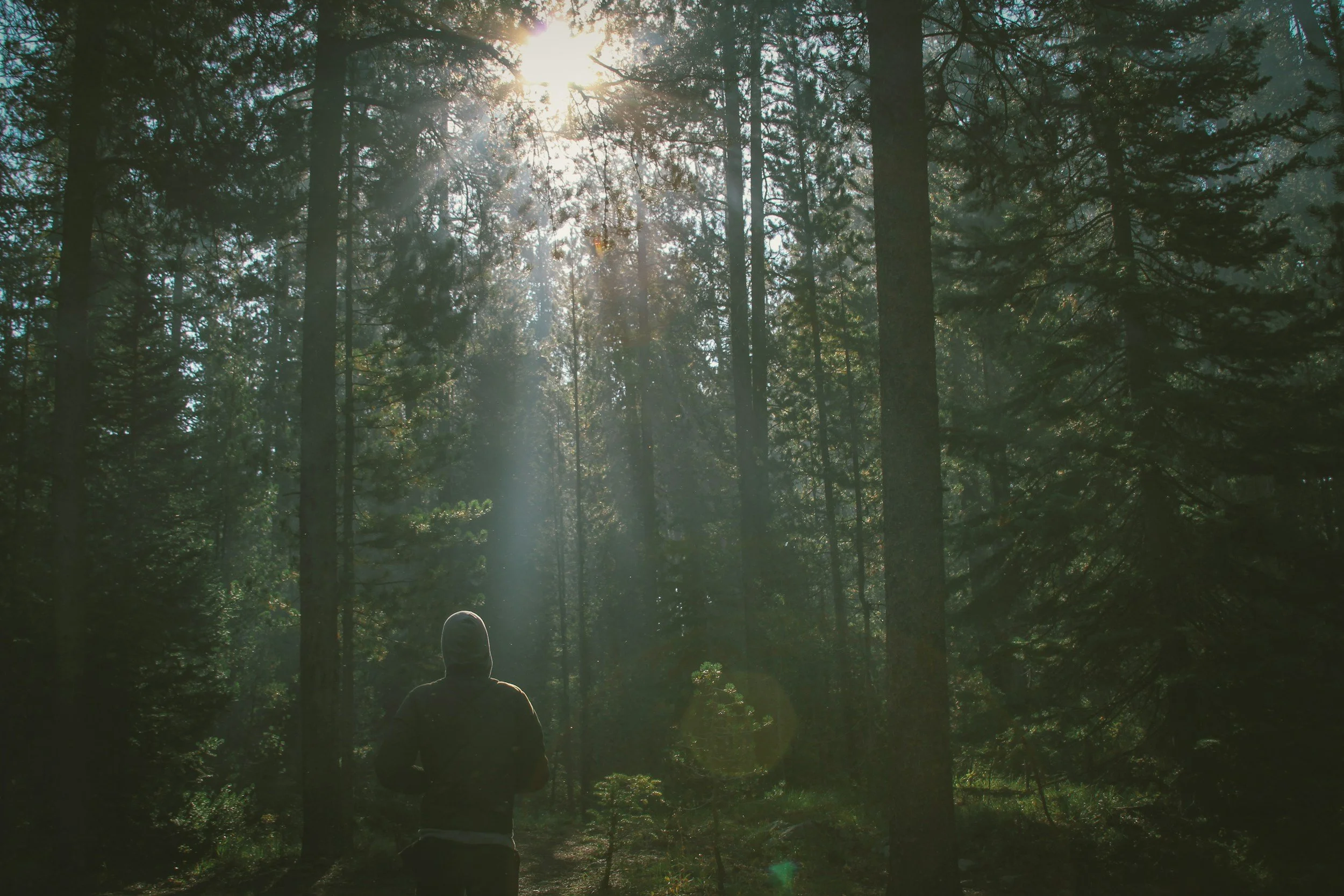 Person standing quietly among trees in a forest
