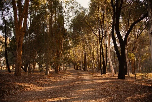Bushland and walking paths at Ashby Grove, home of Wild Sacred Medicine in Beechworth